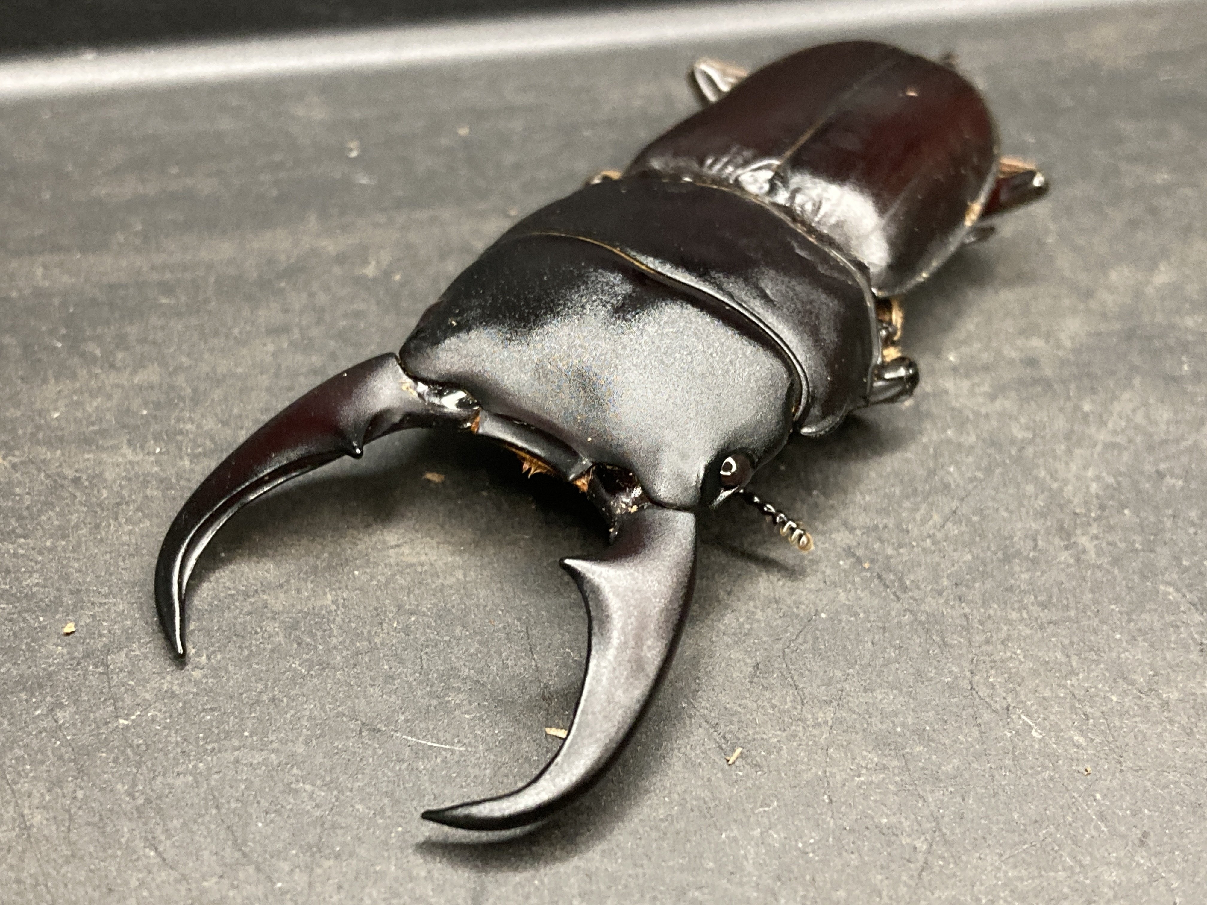 ミークヒラタクワガタ(亜種delislei) 飼育記#2｜ヤヴカラヴォー