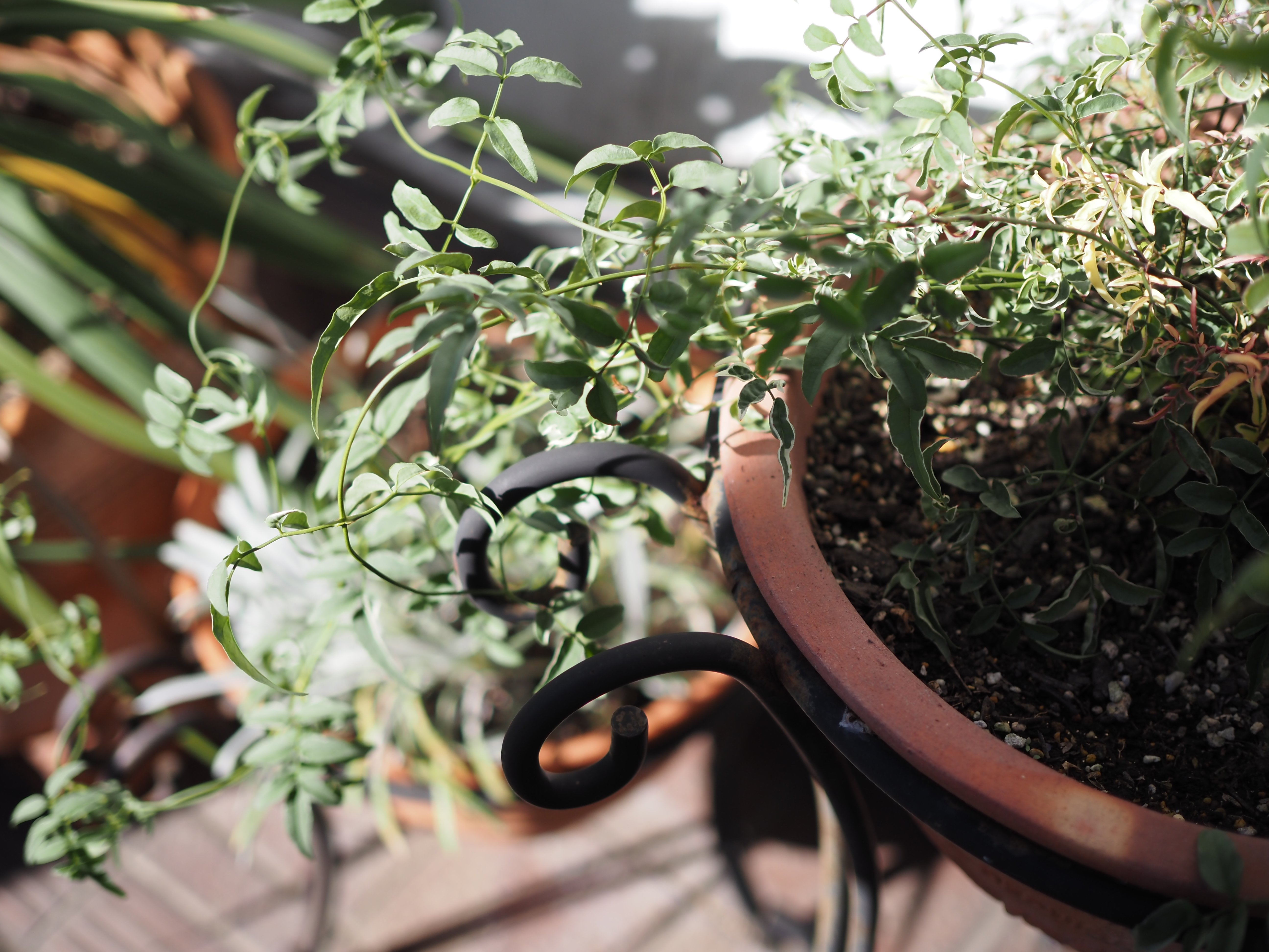 とある休日のスペイン料理【OLYMPUS PEN E-P7】｜Telin.