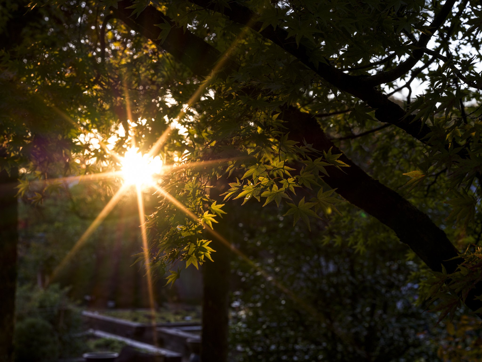 紅葉の輝き…HASSELBLAD X2D 100C + XCD35-75mmF3.5-4.5｜YUTA録