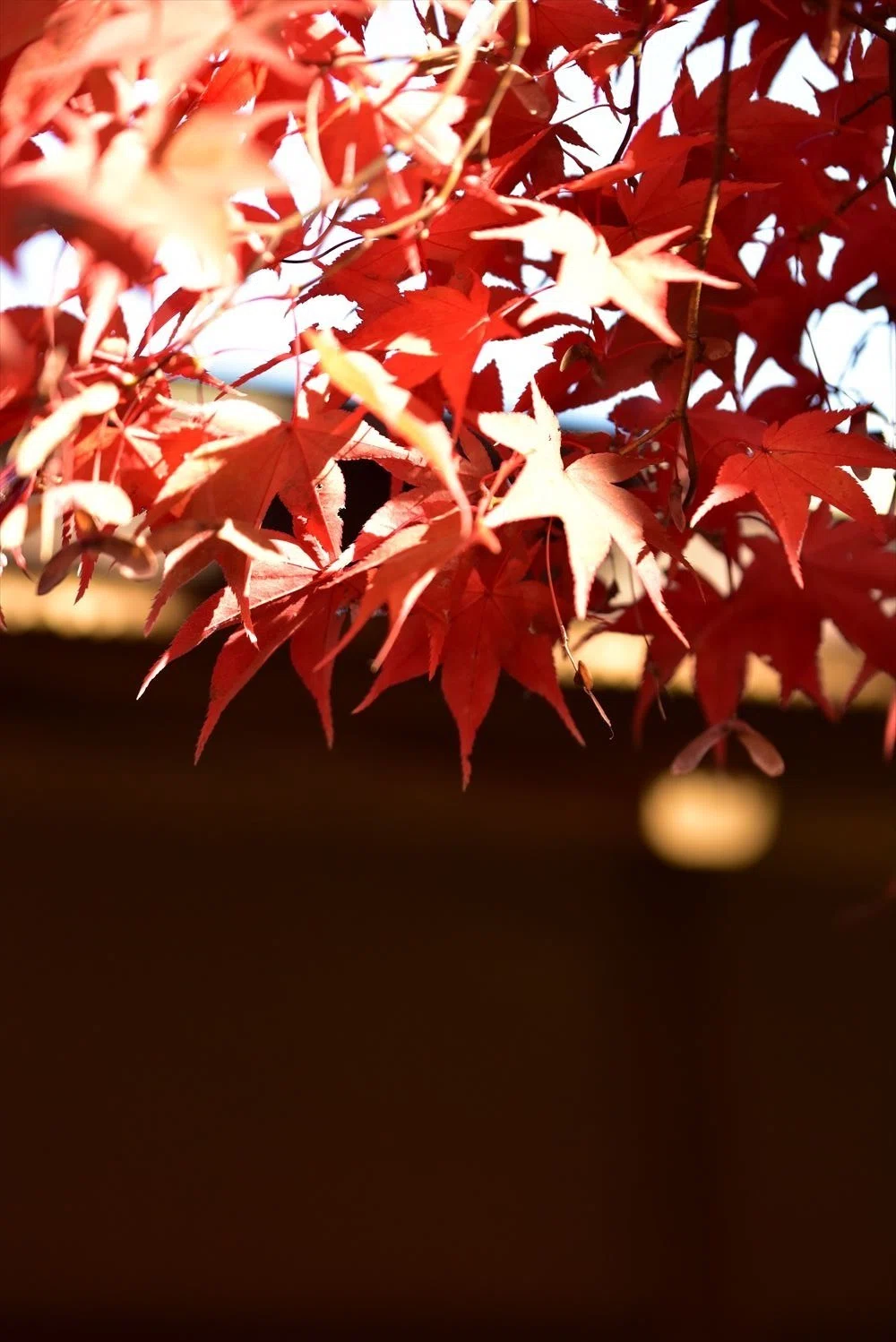 昭和記念公園の紅と黄金2024|すそ洗い