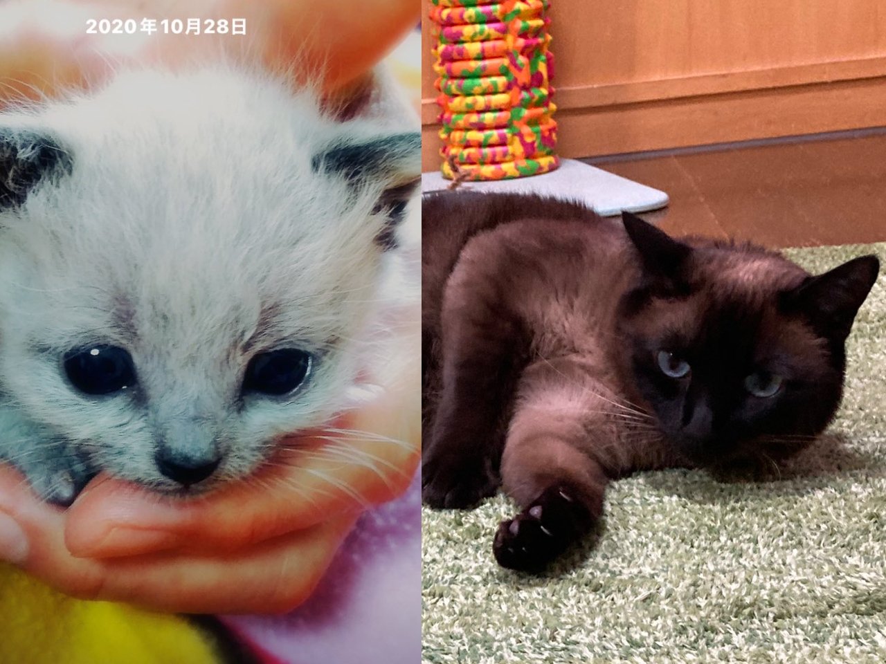 白猫好き 白猫好き 白猫 ZX白