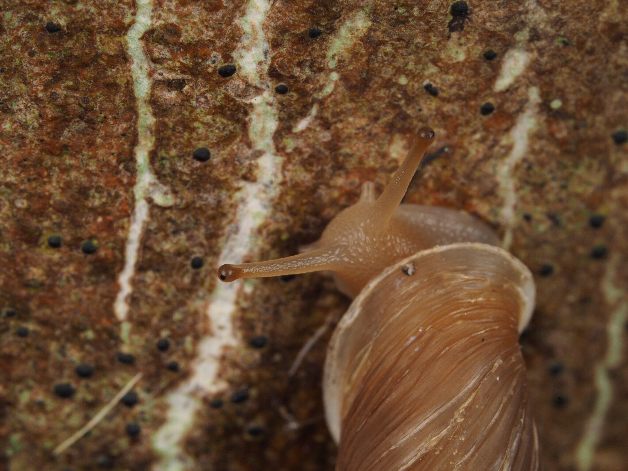 雨が降ったら出かけよう！カタツムリ観察のすゝめ｜キュリオス沖縄