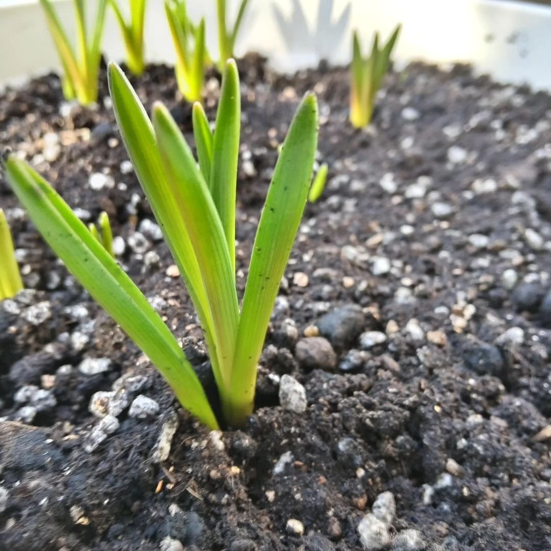 ムスカリの新芽です