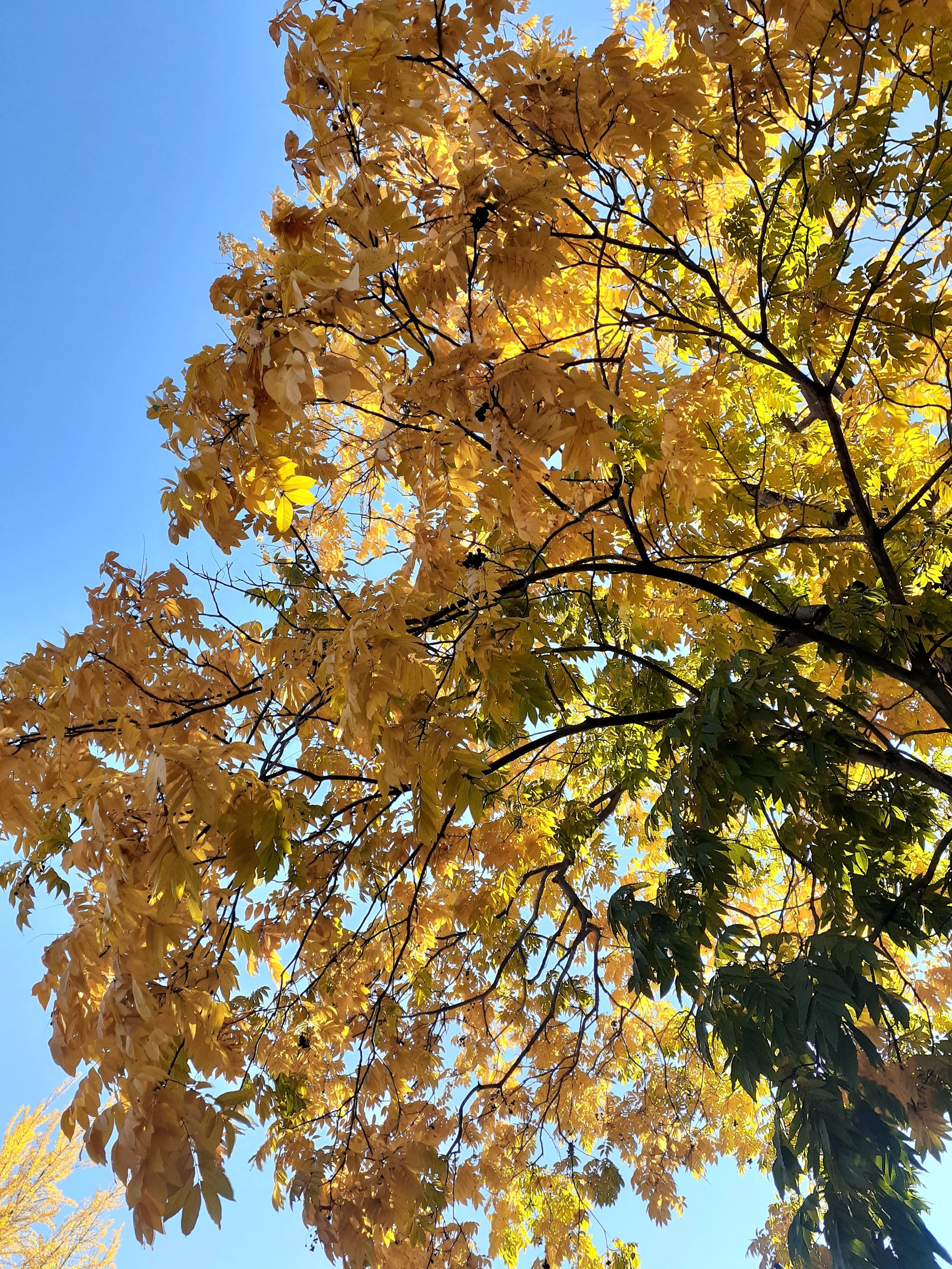 ヒノキが紅葉？｜横瀬町地域おこし協力隊山田ルノ