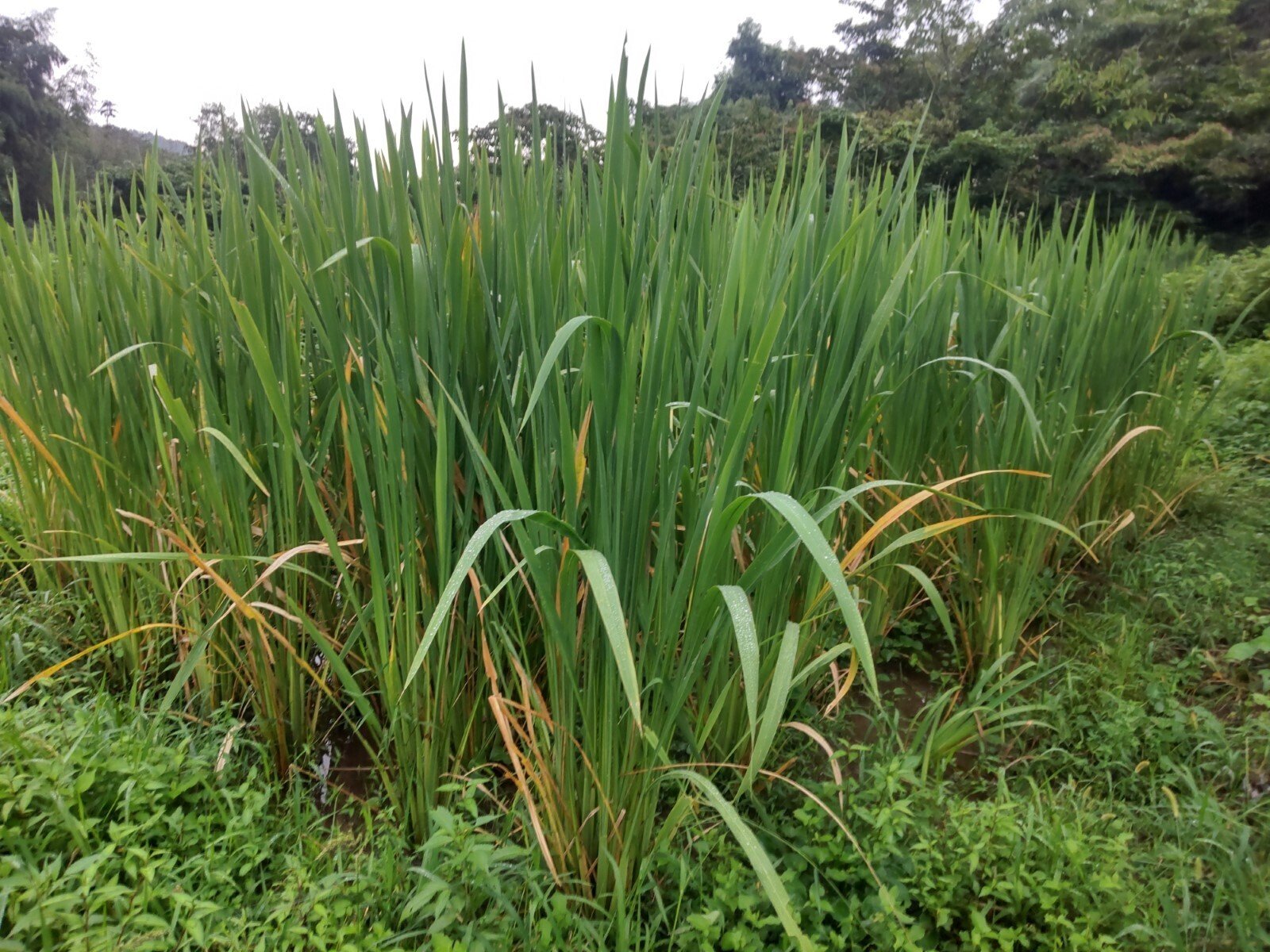 Otamaさん専用　マコモ苗　150株　① Otamaさん専用 マコモ苗 150株 ① 真菰 マコモ 苗 自然栽培 30本以上