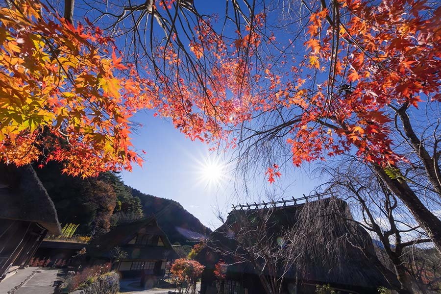 西湖いやしの里の紅葉 | α7R4+2070G,X-T50+XF8｜borichan | 旅するカメラ