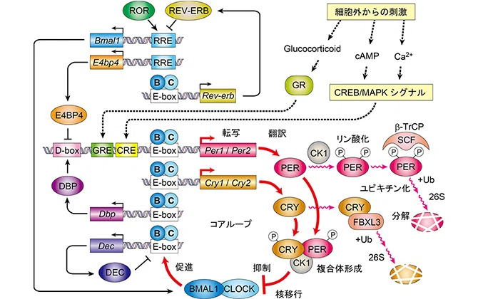 体内時計を整えて、未来の濃密な時間を創出する。「サクセスフル