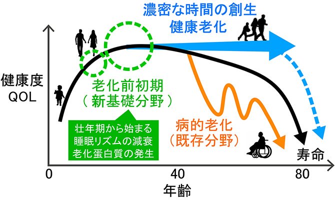 体内時計を整えて、未来の濃密な時間を創出する。「サクセスフルエイジング実現のための脳老化克服」｜京都大学学術研究展開センター