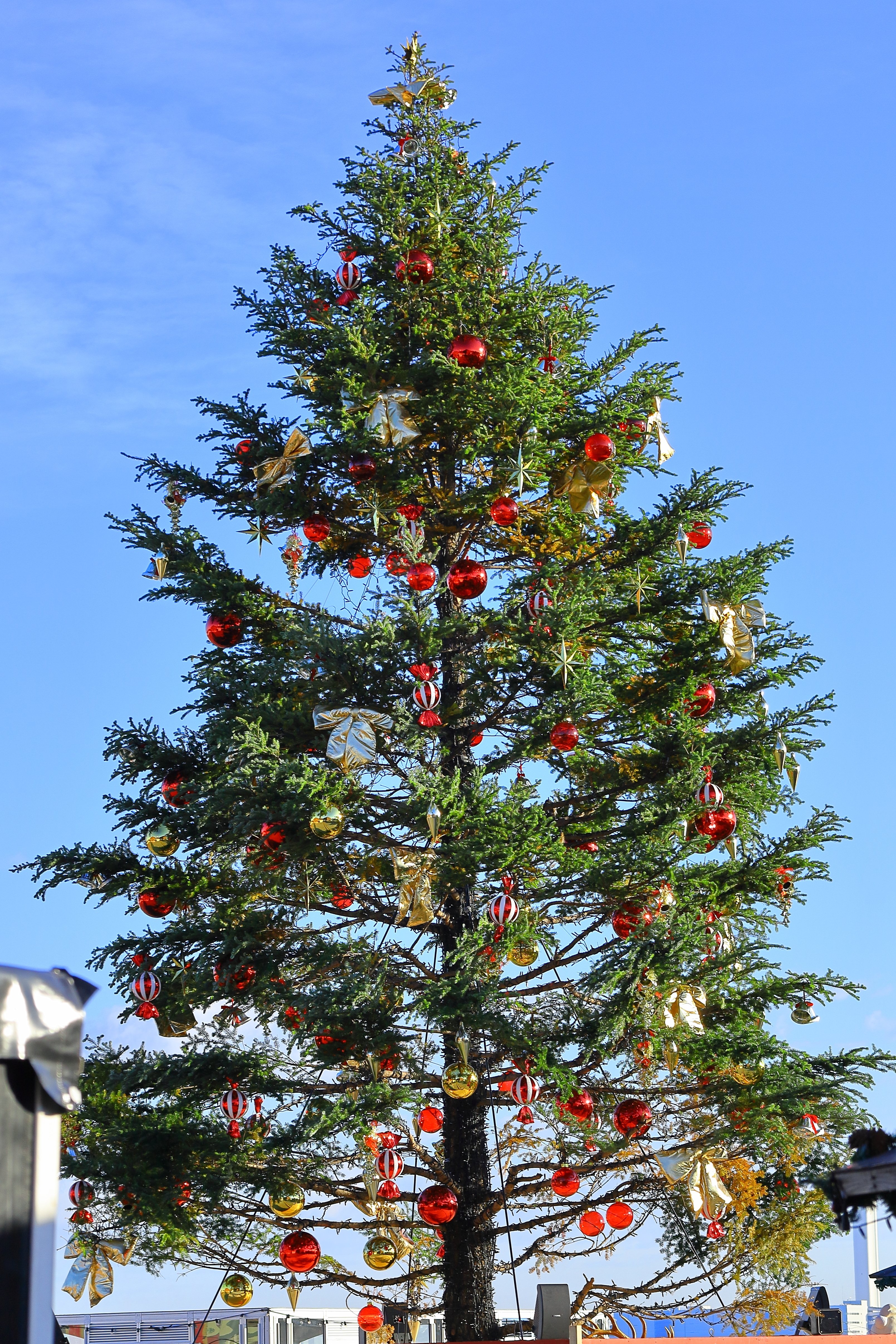 InIn　クリスマスツリー フォトアルバム】クリスマスツリー in 横浜みなとみらい 2024