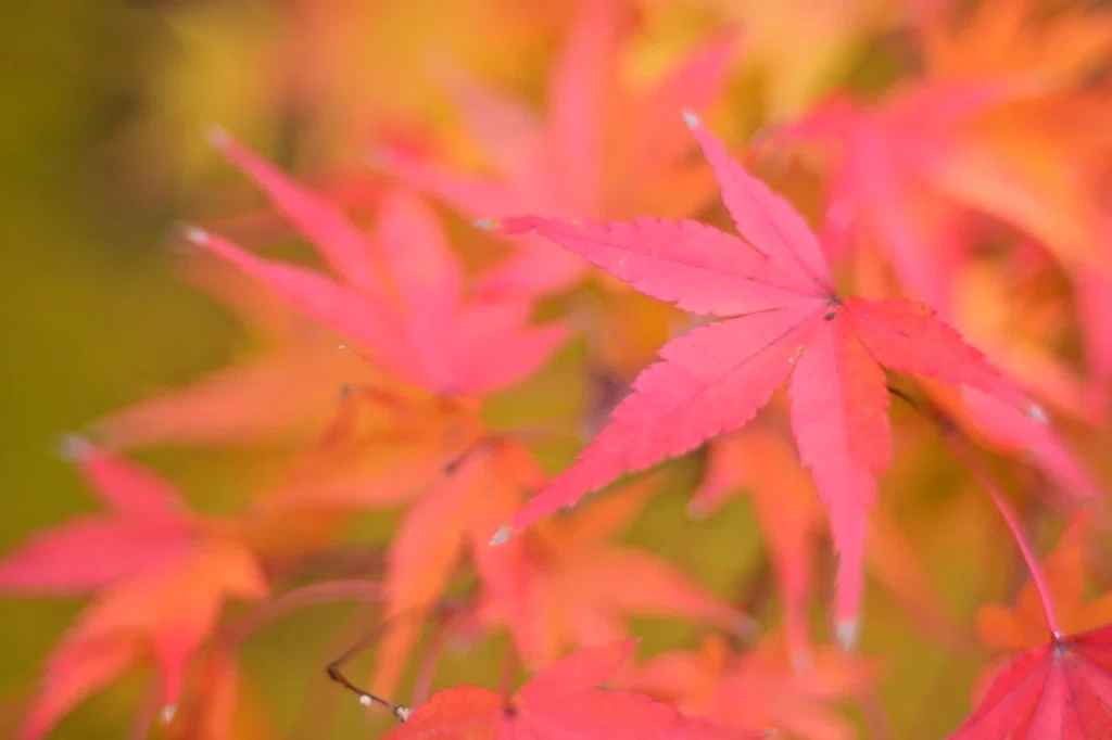 レンズ沼の歩き方」Nikon Ai Nikkor 35mm F1.4S｜saphirinus
