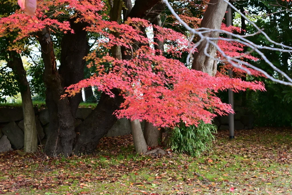 レンズ沼の歩き方」Nikon Ai Nikkor 35mm F1.4S｜saphirinus