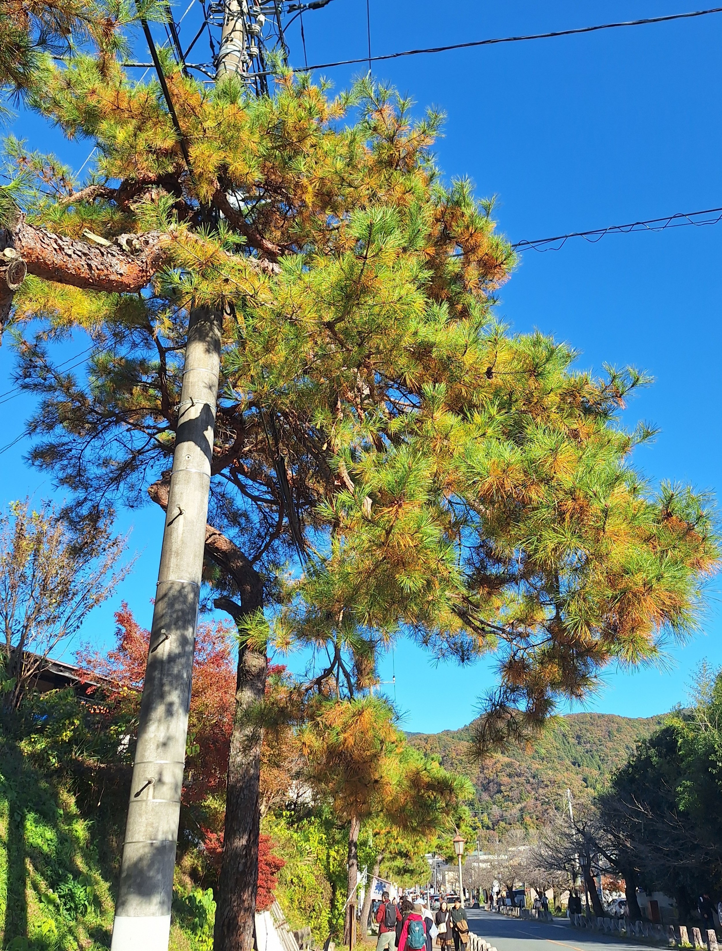 ヒノキが紅葉？｜横瀬町地域おこし協力隊山田ルノ