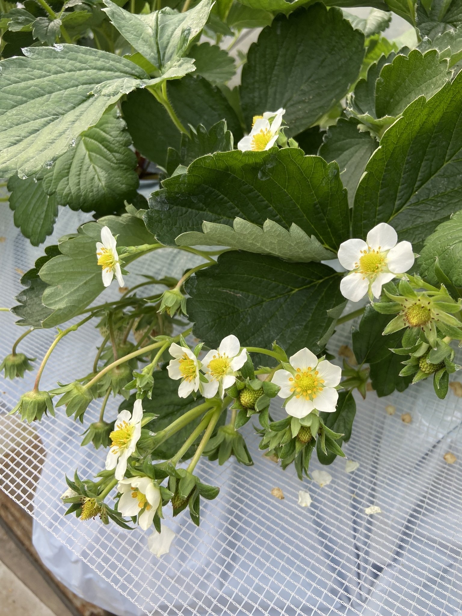 いちご苗　紅ほっぺ　40株 Yahoo!オークション - いちご苗 紅ほっぺ 40株