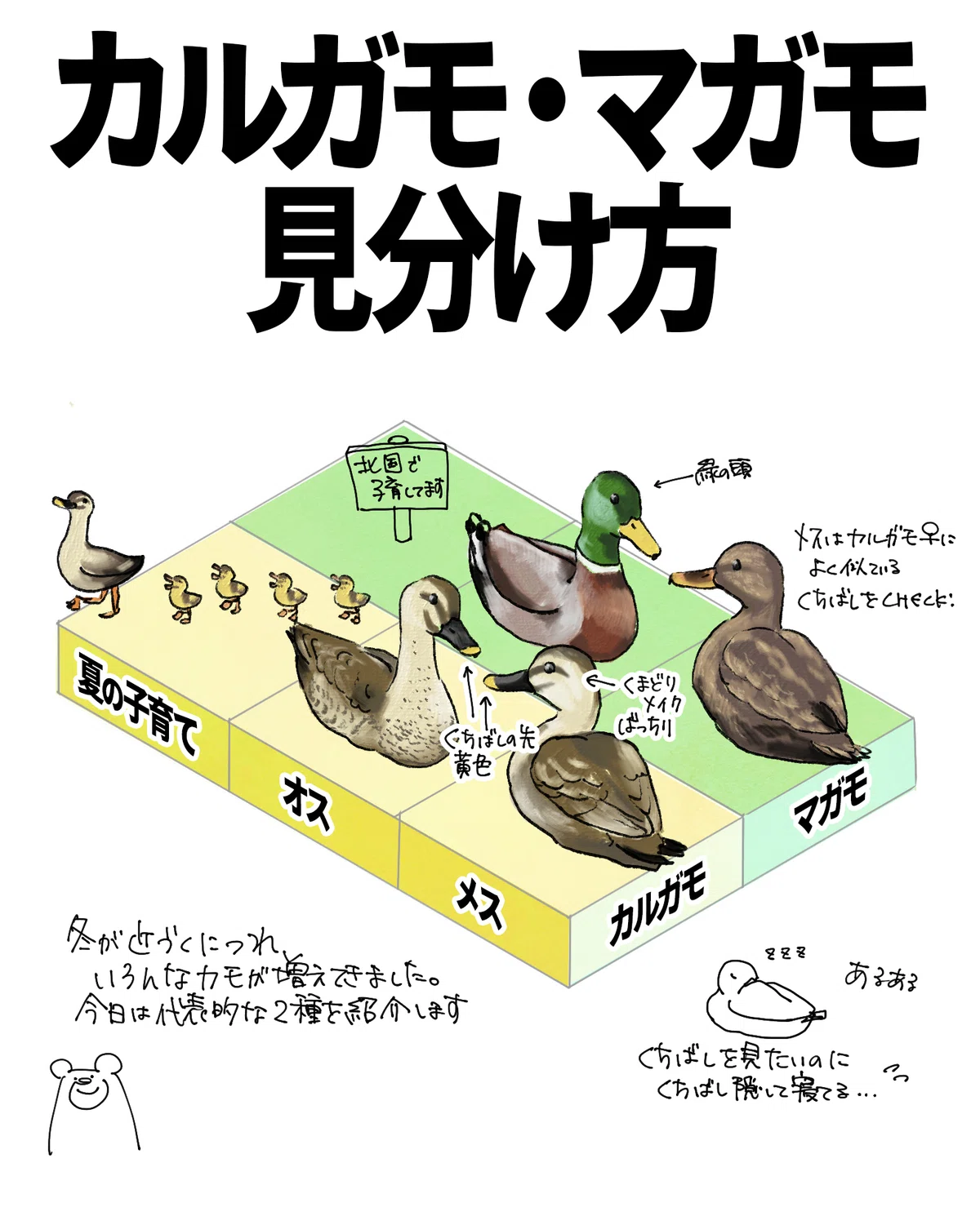 カルガモとマガモの見分け方|くますけ|自然ガイド・クリエイター