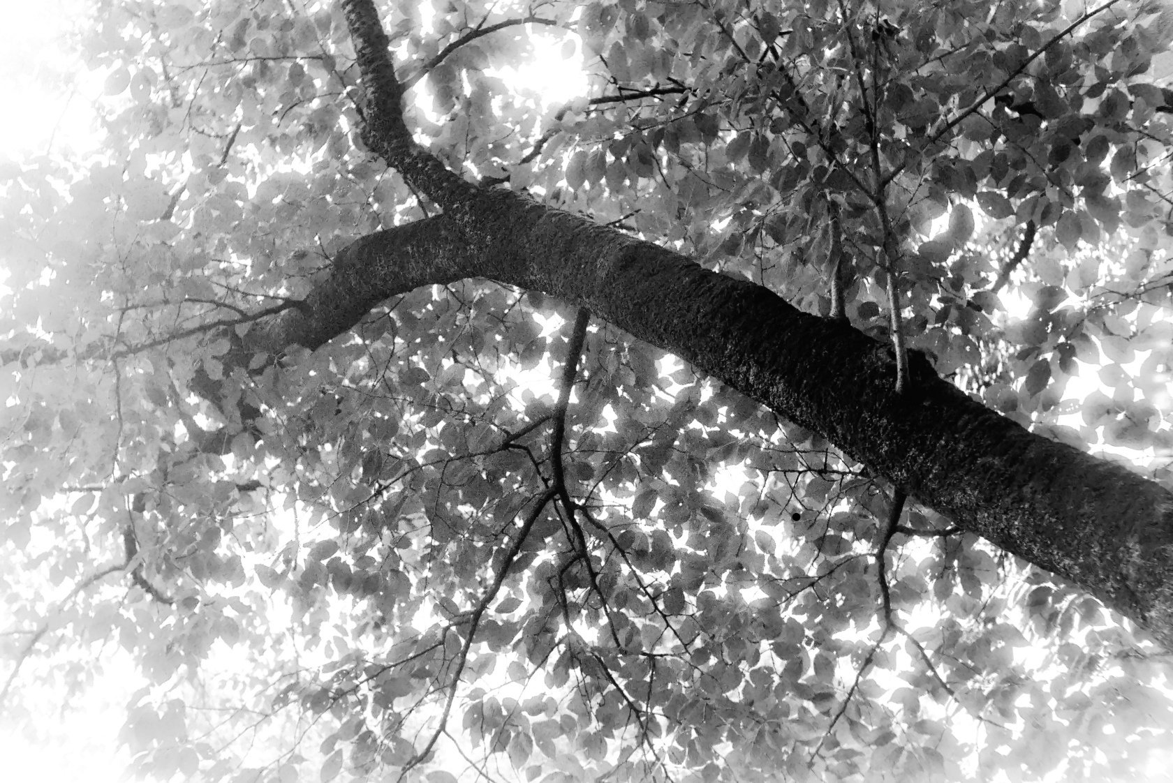 戦前型 Contax II とレンズ群｜光画日々想