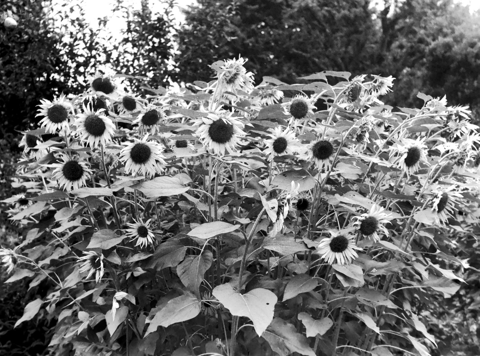 戦前型 Contax II とレンズ群｜光画日々想