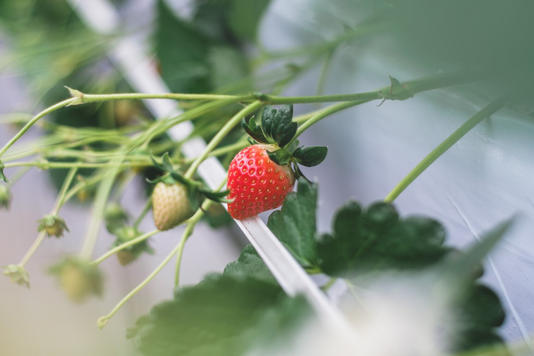 ICHIGOYA ATELIER 2025 新品種をご紹介｜苺屋あとりゑ