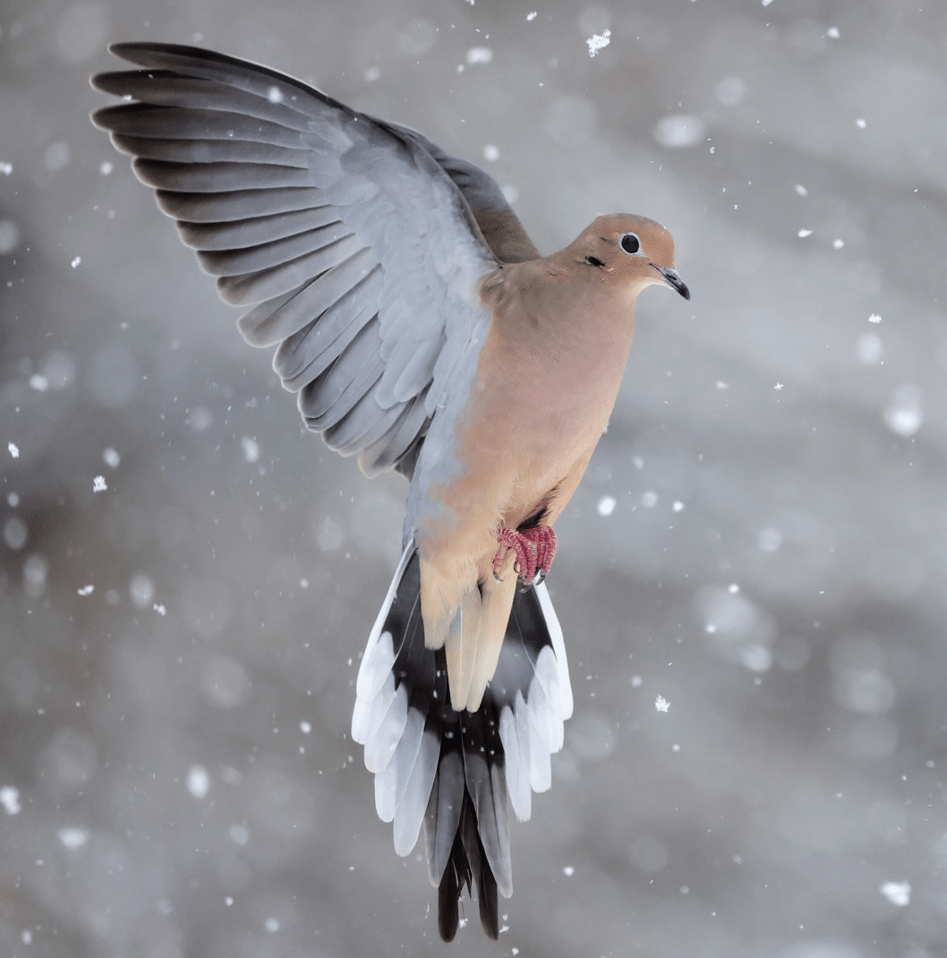 PIGEON&PEACE / はと森ハト Amazon.co.jp: シミュレーションかわいい灰色のハトぬいぐるみ