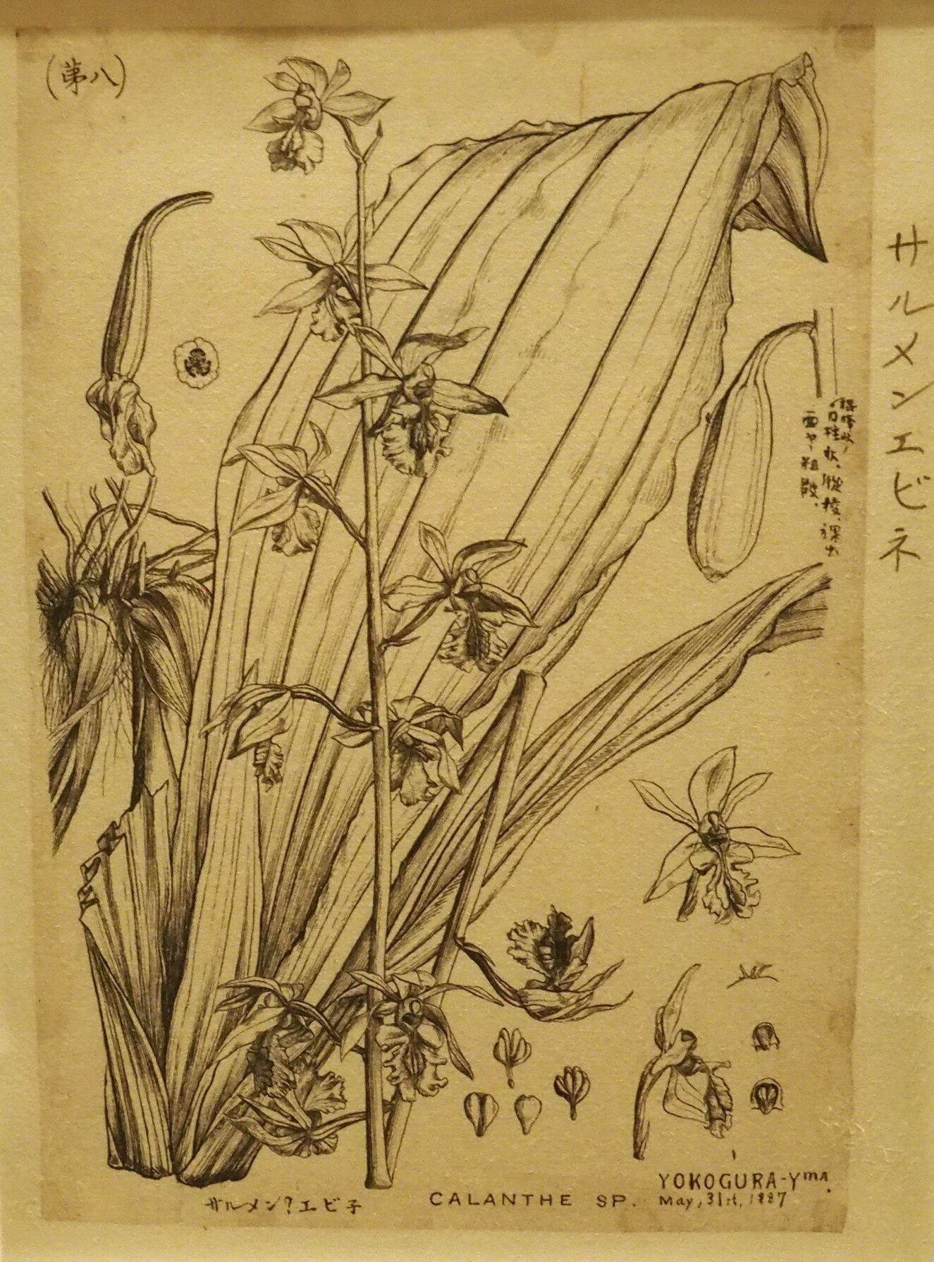 賀来飛霞 彩色花弁圜 希少 墨彩画 日本画 牧野富太郎 小石川植物園 大分県 賀来飛霞 彩色花弁圜 希少 墨彩画 日本画 牧野富太郎 小石川