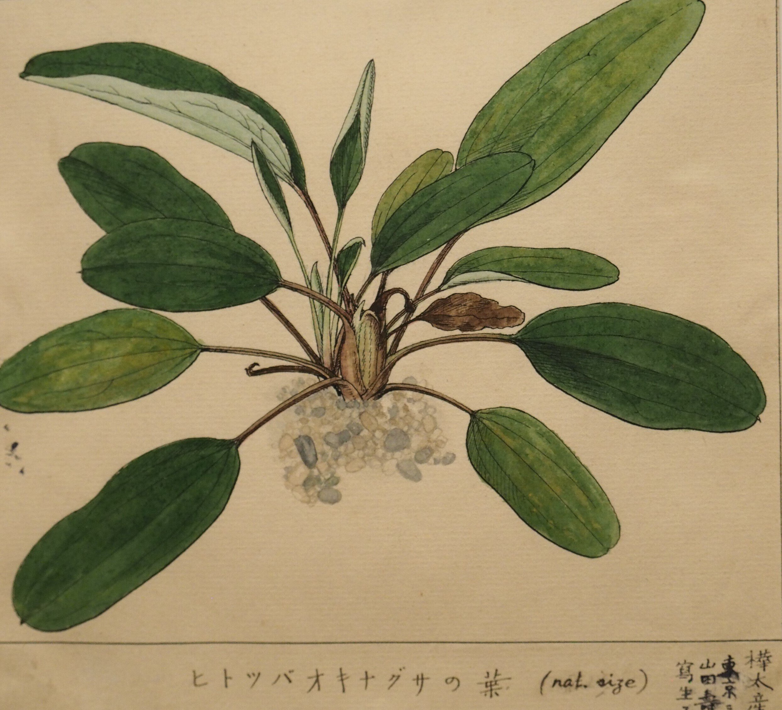 賀来飛霞 彩色花弁圜 希少 墨彩画 日本画 牧野富太郎 小石川植物園 大分県 賀来飛霞 彩色花弁圜 希少 墨彩画 日本画 牧野富太郎 小石川