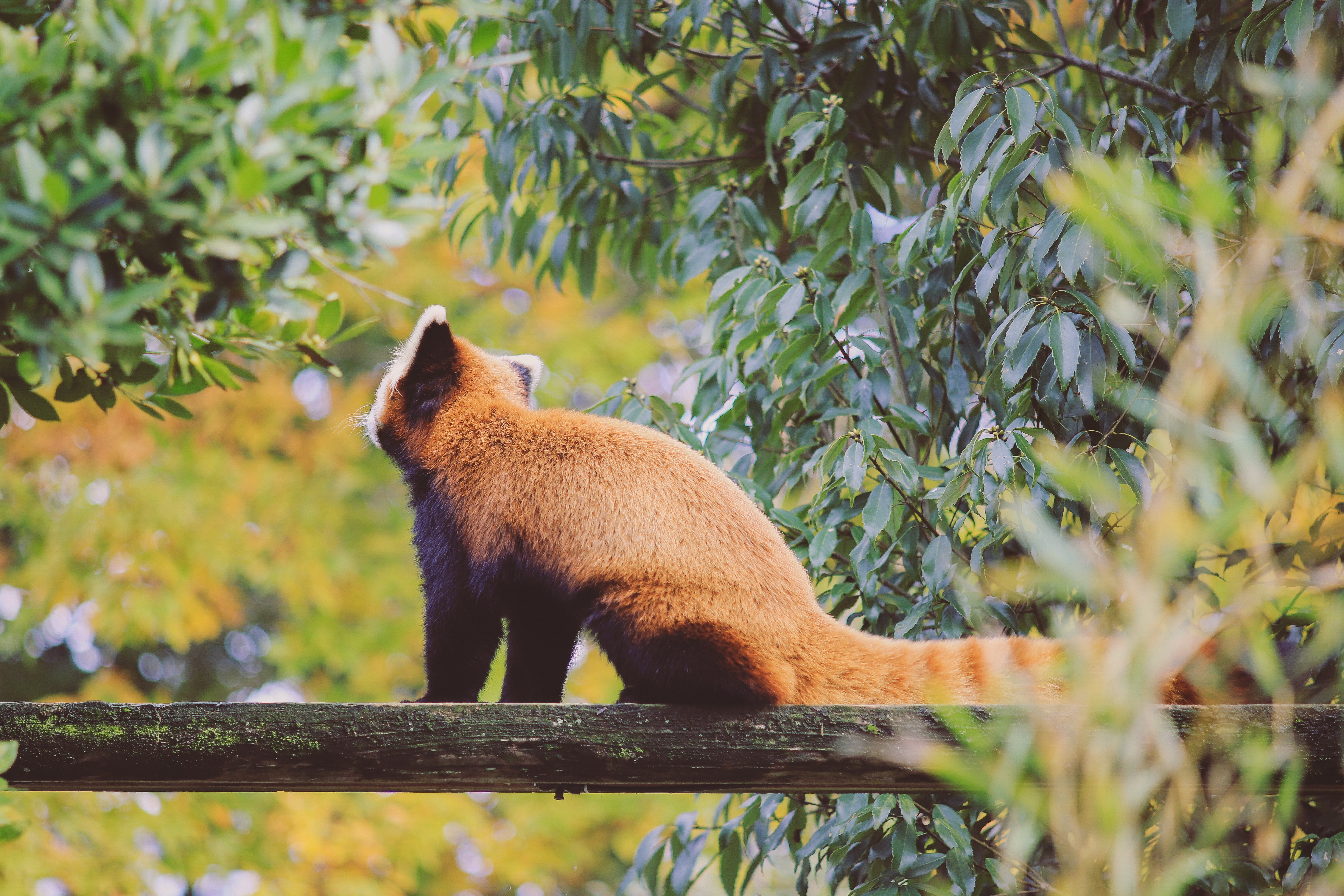 超激レア美品ASAHI TAKUMAR 135-200mm OLDレンズ sddefault.jpg