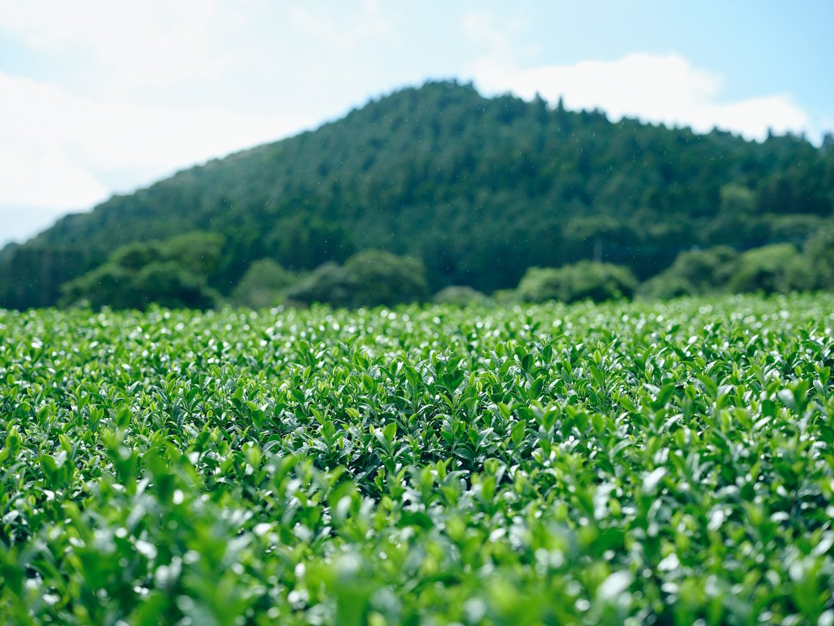 鹿児島県「お茶の高香園」の茶園