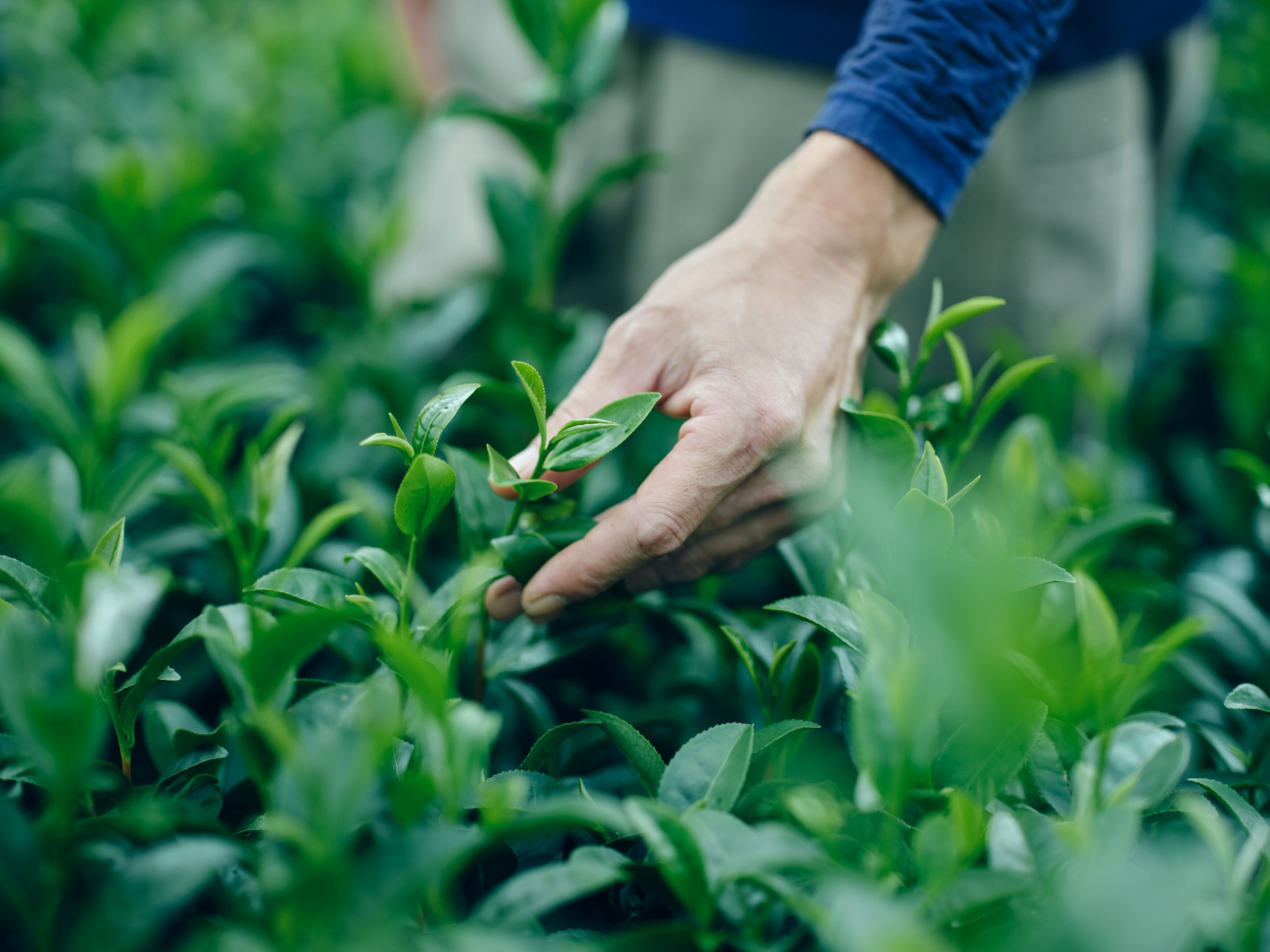 会津桐 茶つぼ 日本茶・紅茶 葉入 新品 和風 時代仕上 福島県会津若松