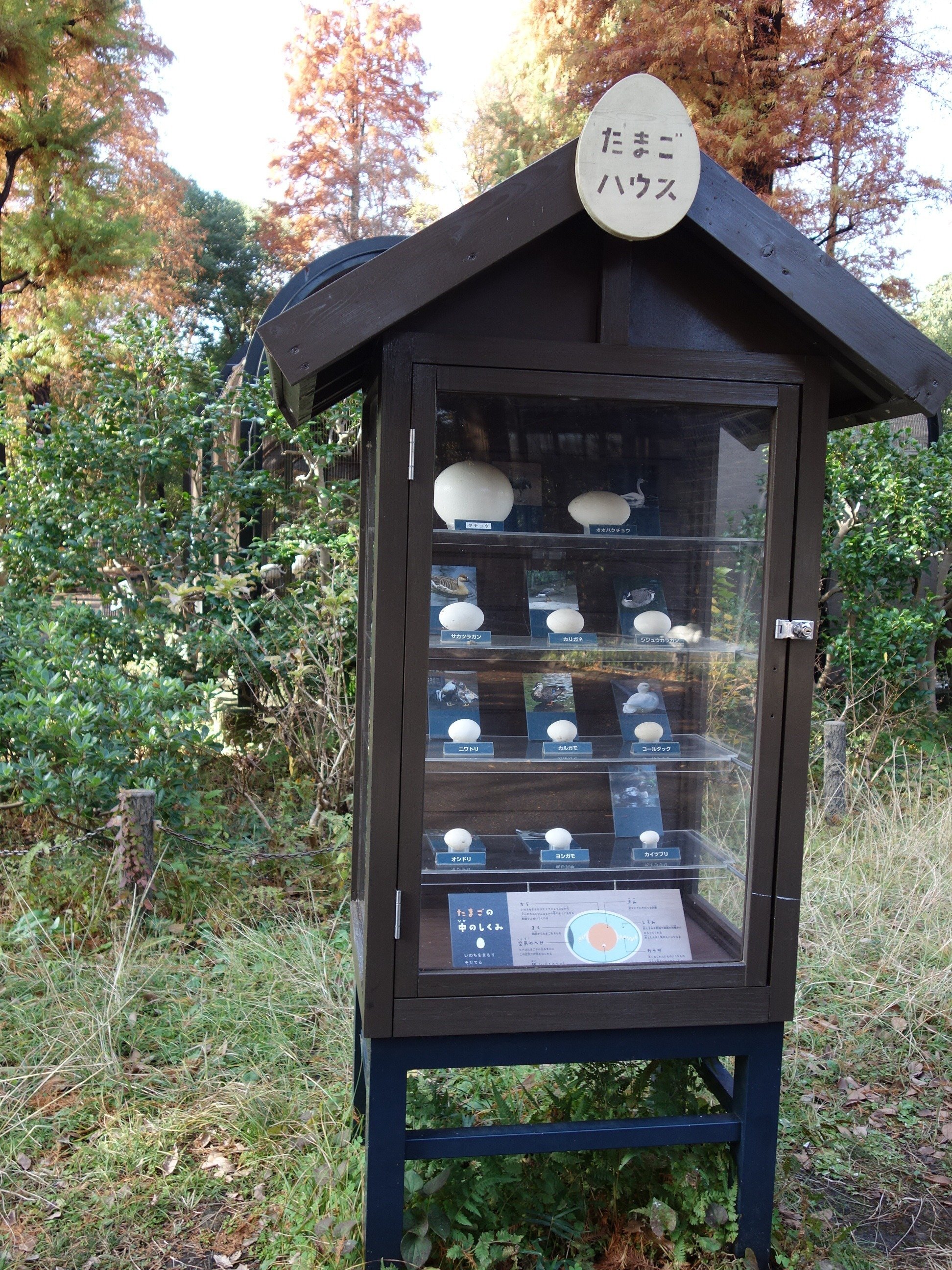 個人的鳥展@井の頭自然文化園 2024年11月27日 ｜羊の時刻(荻サカエ)