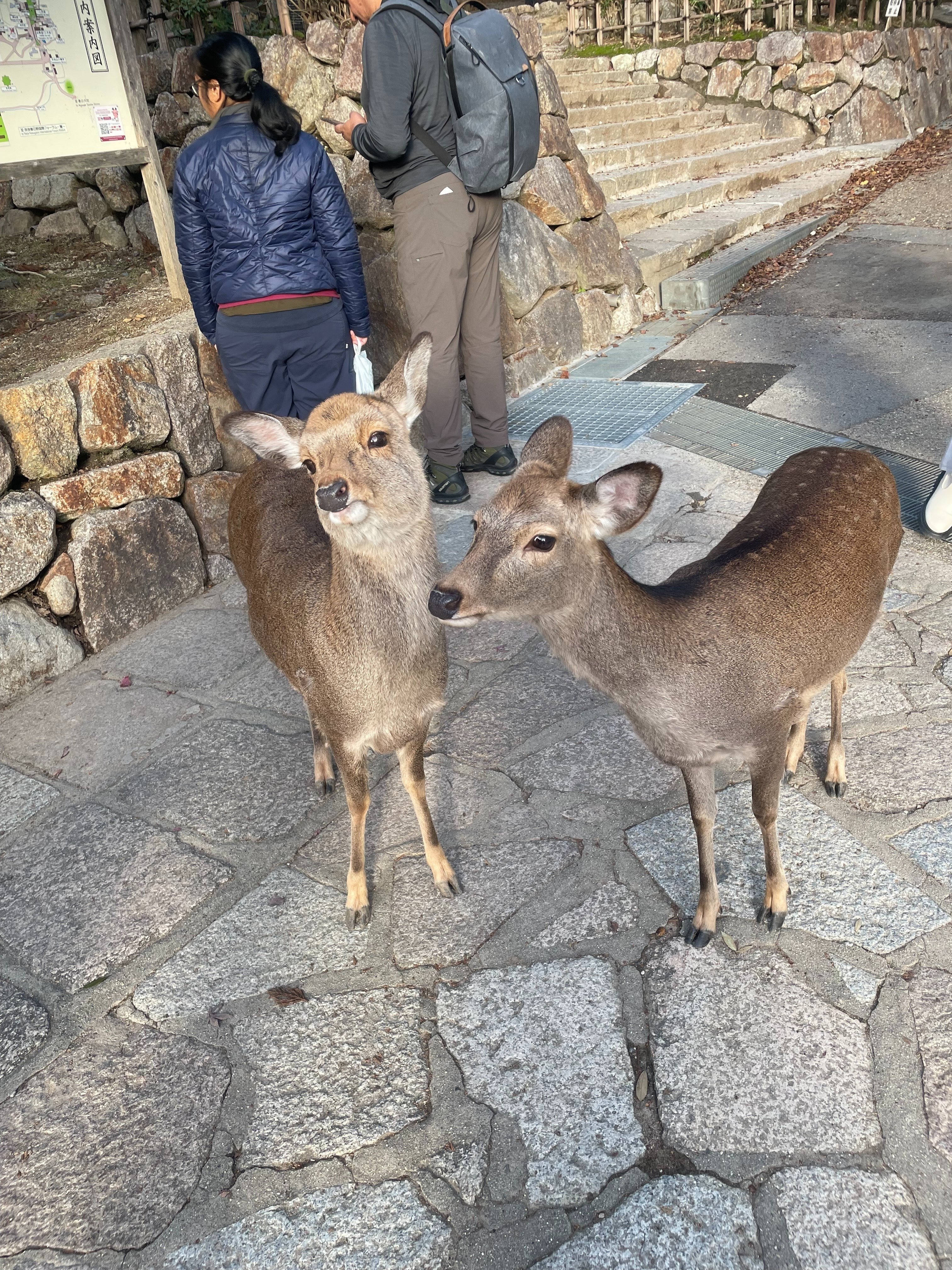 奈良公園で鹿さん達とたわむれて心を癒やしてきました。｜AZU@from hideout