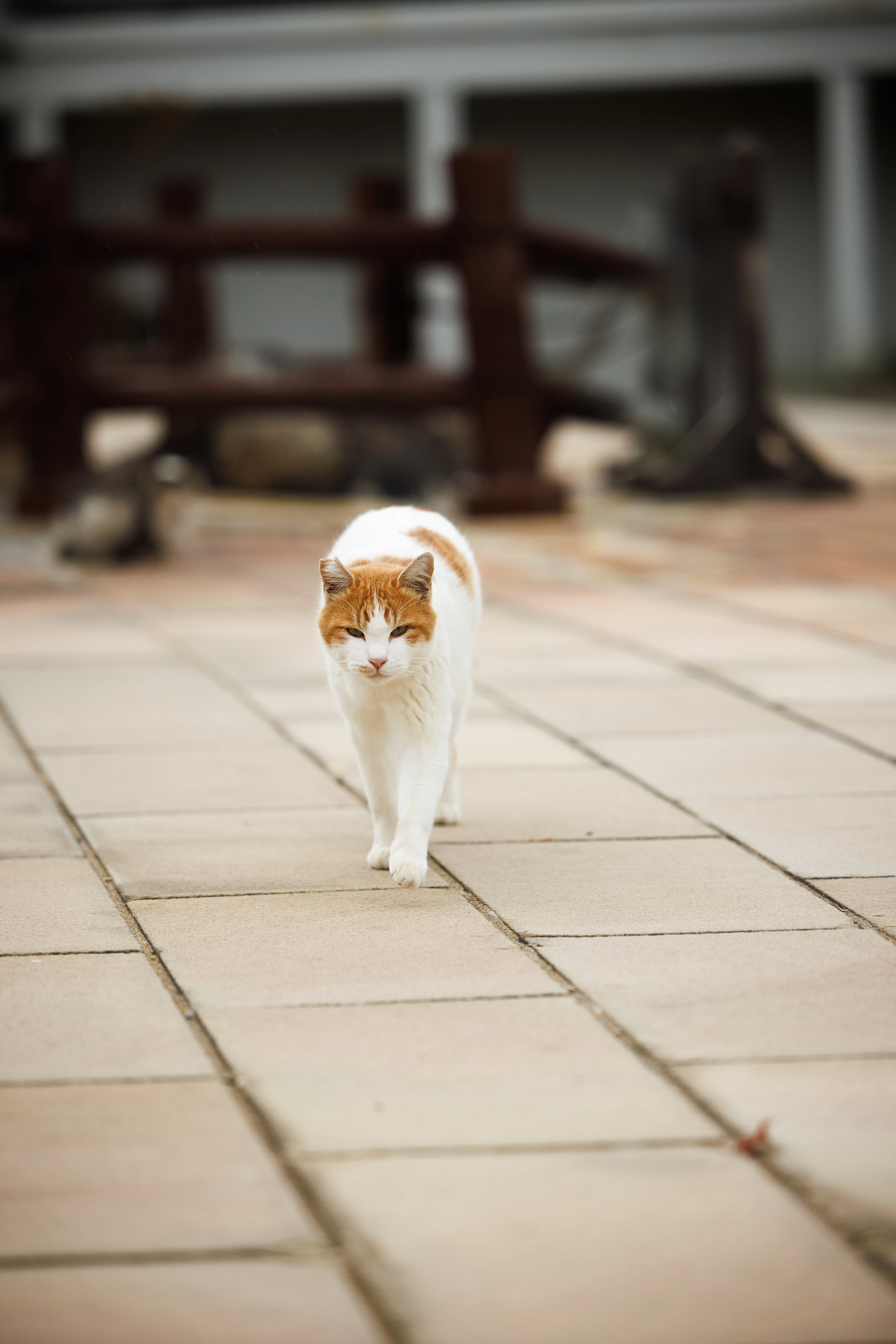 70-200でスナップした昨年ぶり2度目の地獄は猫天国だった。｜四月卯月