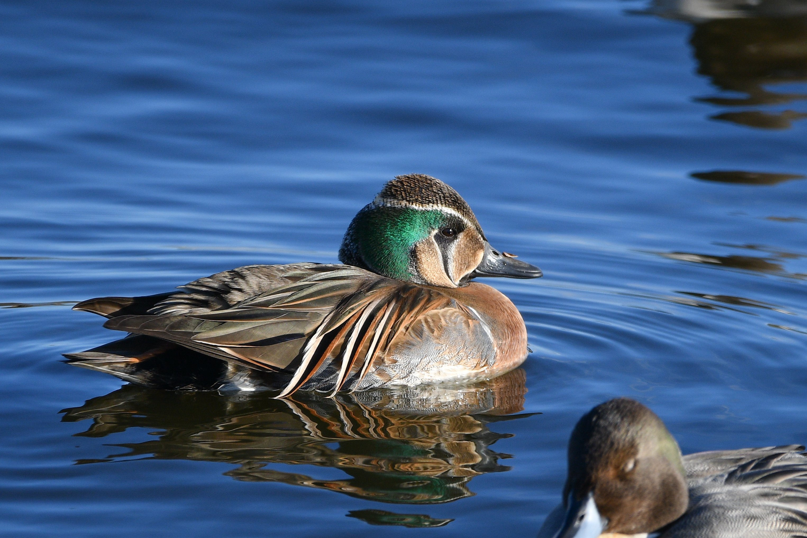 トモエガモ、アメリカヒドリ雌など【探鳥日記#26】2024.11.24(日