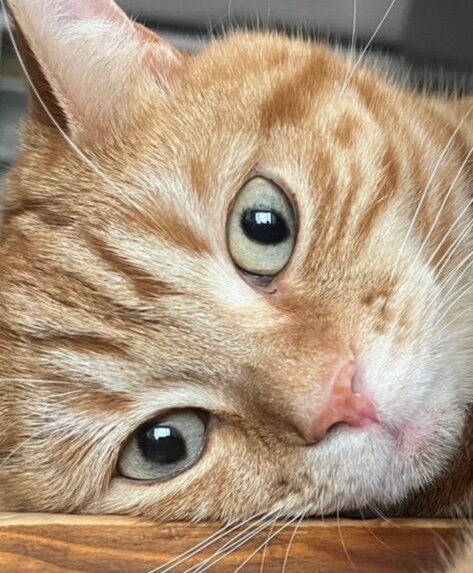 猫の目の不思議！｜にゃんすみきおのつぶやき