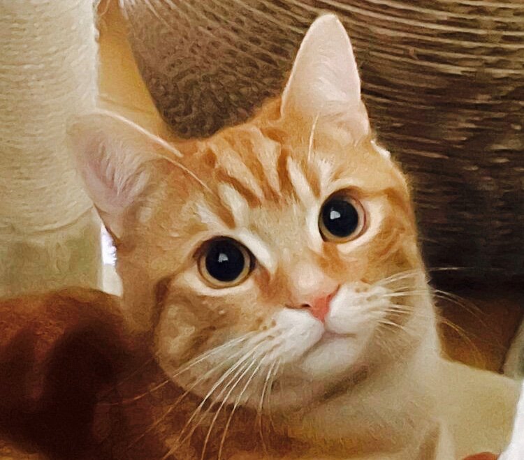 猫の目の不思議！｜にゃんすみきおのつぶやき