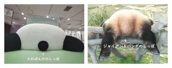 ジャイアントパンダ大図鑑 Giant Panda｜M_ayumi