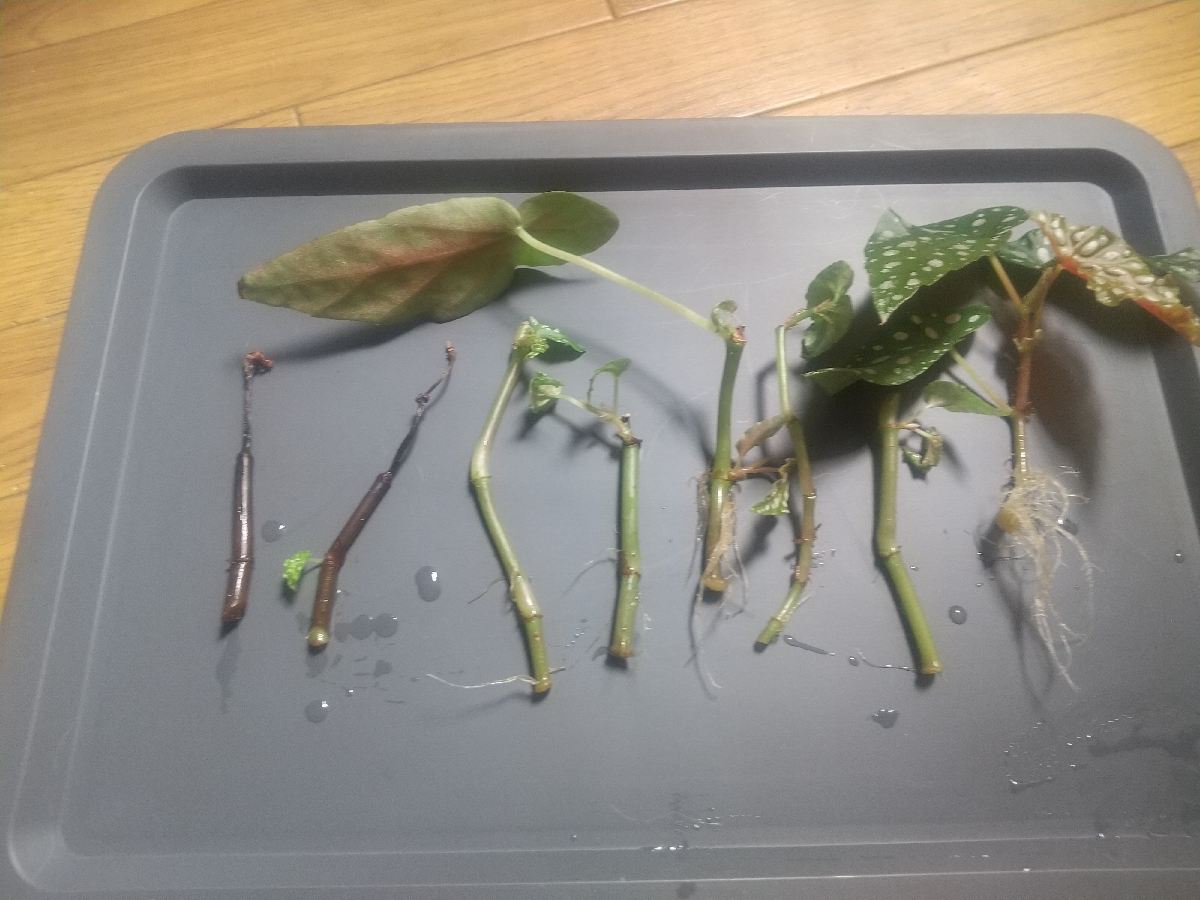 ⭐️希少⭐️ベゴニア　マクラータ　斑入り　葉挿し用 ベゴニア・マクラータの挿し芽株からの栽培｜そだレポ（栽培