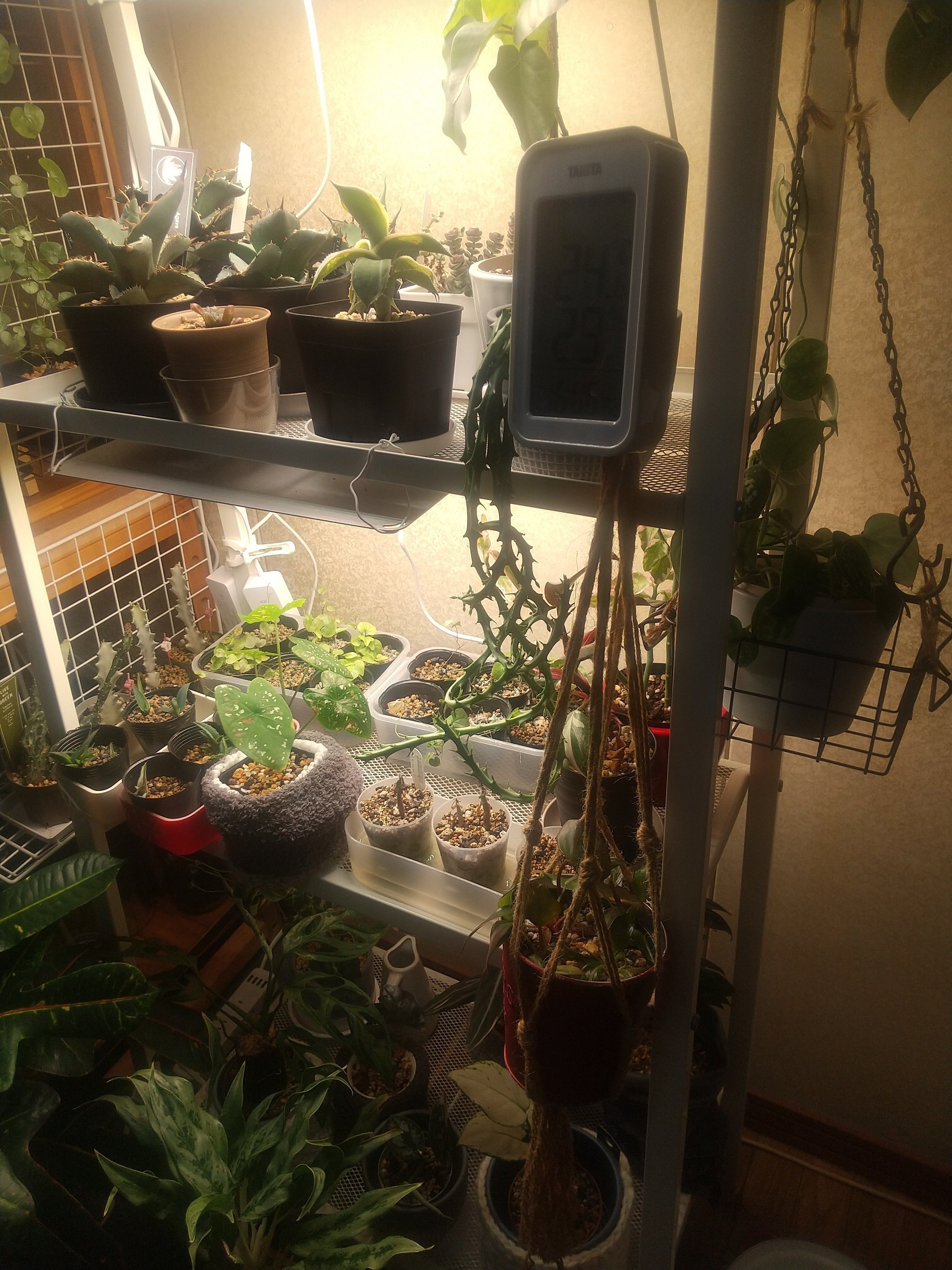 植物の配置】わが家の観葉植物さんたち、数えてみた|micyu 植物の配置】わが家の観葉植物さんたち、数えてみた|micyu