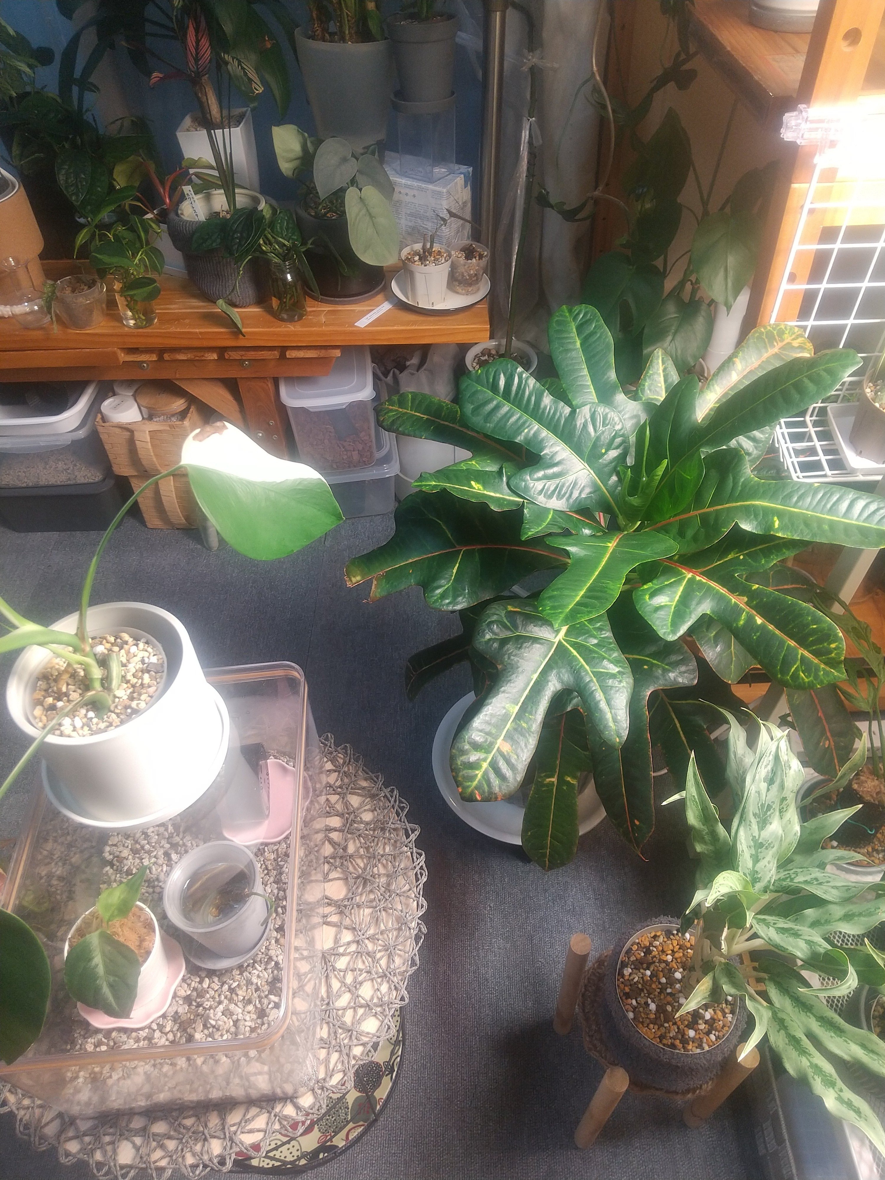 植物の配置】わが家の観葉植物さんたち、数えてみた|micyu 植物の配置】わが家の観葉植物さんたち、数えてみた|micyu