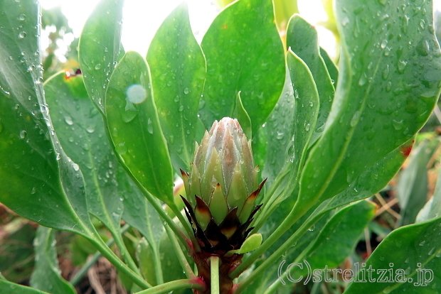 キングプロテア実生苗です!!② キングプロテア 実生 3号ポット苗 : 苗木部 花ひろばオンライン - 通販