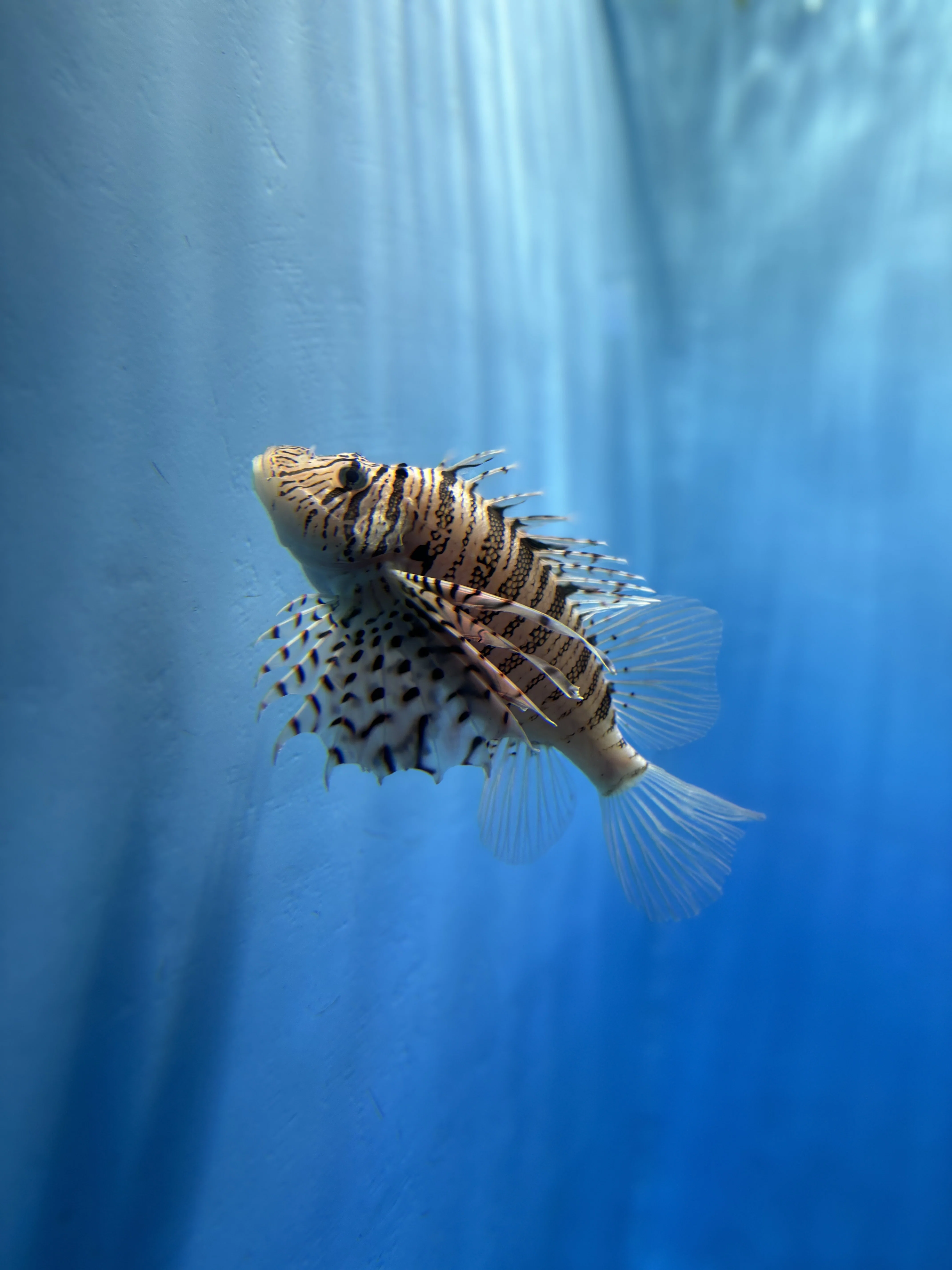 🦭note水族館🐟｜如月イスミ