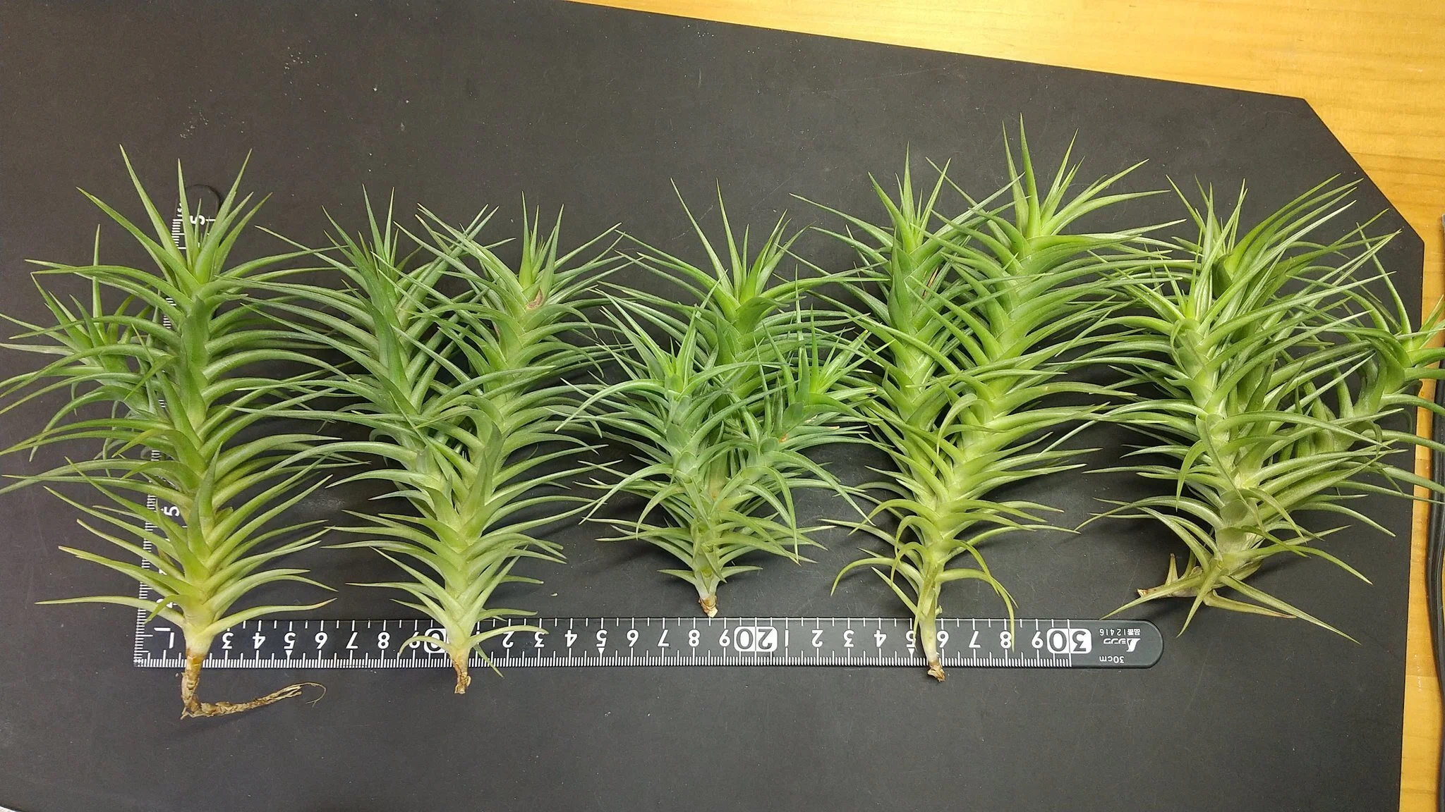 チランジア入荷リスト11/22｜NatureGarden🌿神田