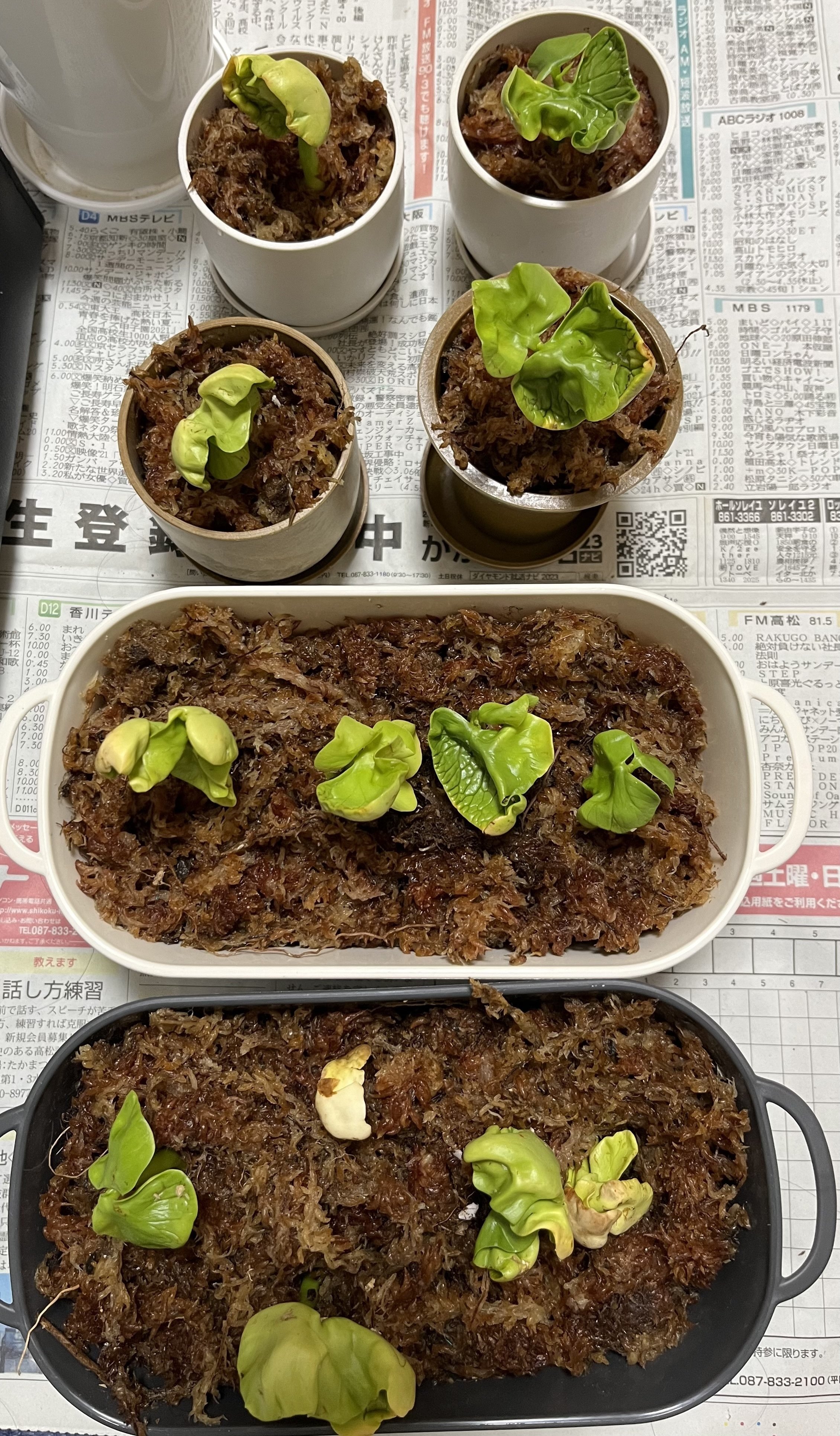 パキラ・ミルキーウェイ 日本実生 3株入り no3 (パキラ パキラ・ミルキーウェイ 日本実生 3株入り no3 (パキラ