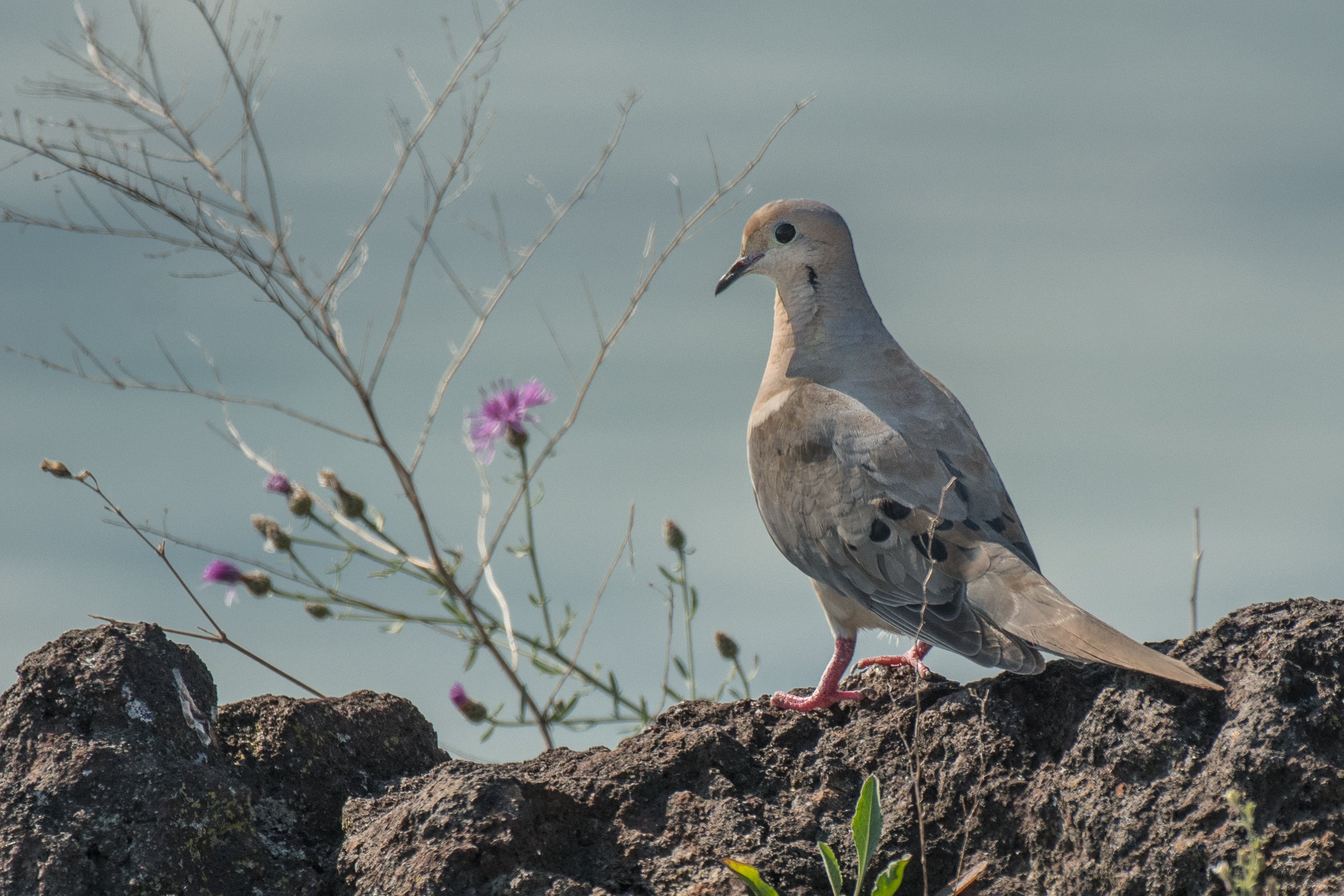 PIGEON&PEACE / はと森ハト PIGEON&PEACE / はと森ハト モリバト（森鳩） | スコットランド