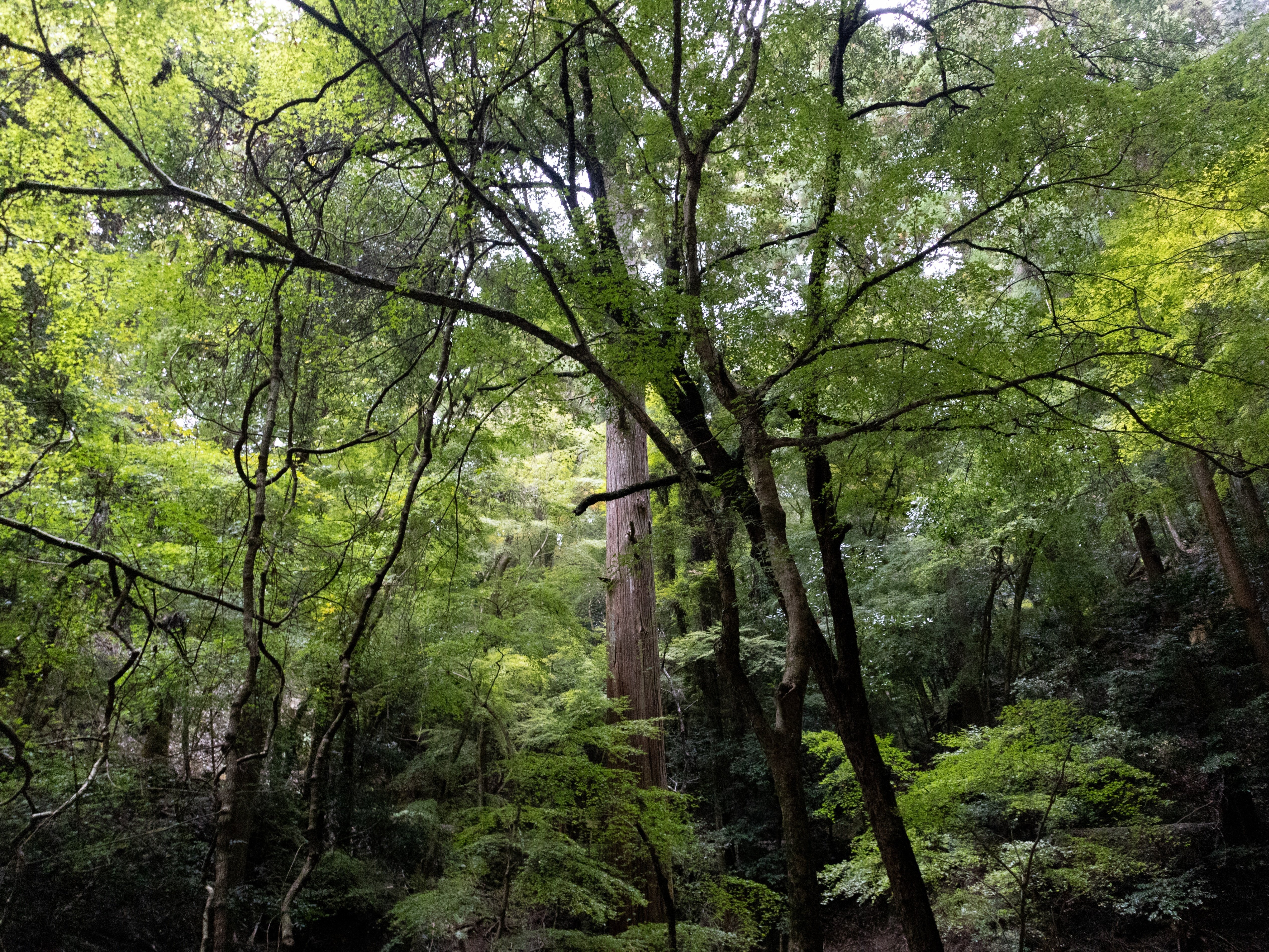 希望の象徴！幸運木【森からやって来た天然野生のもみの木さん＊樅の木】今年3年生！ 樹木シリーズ120 モ ミ | あきた森づくり活動サポートセンター 希望の