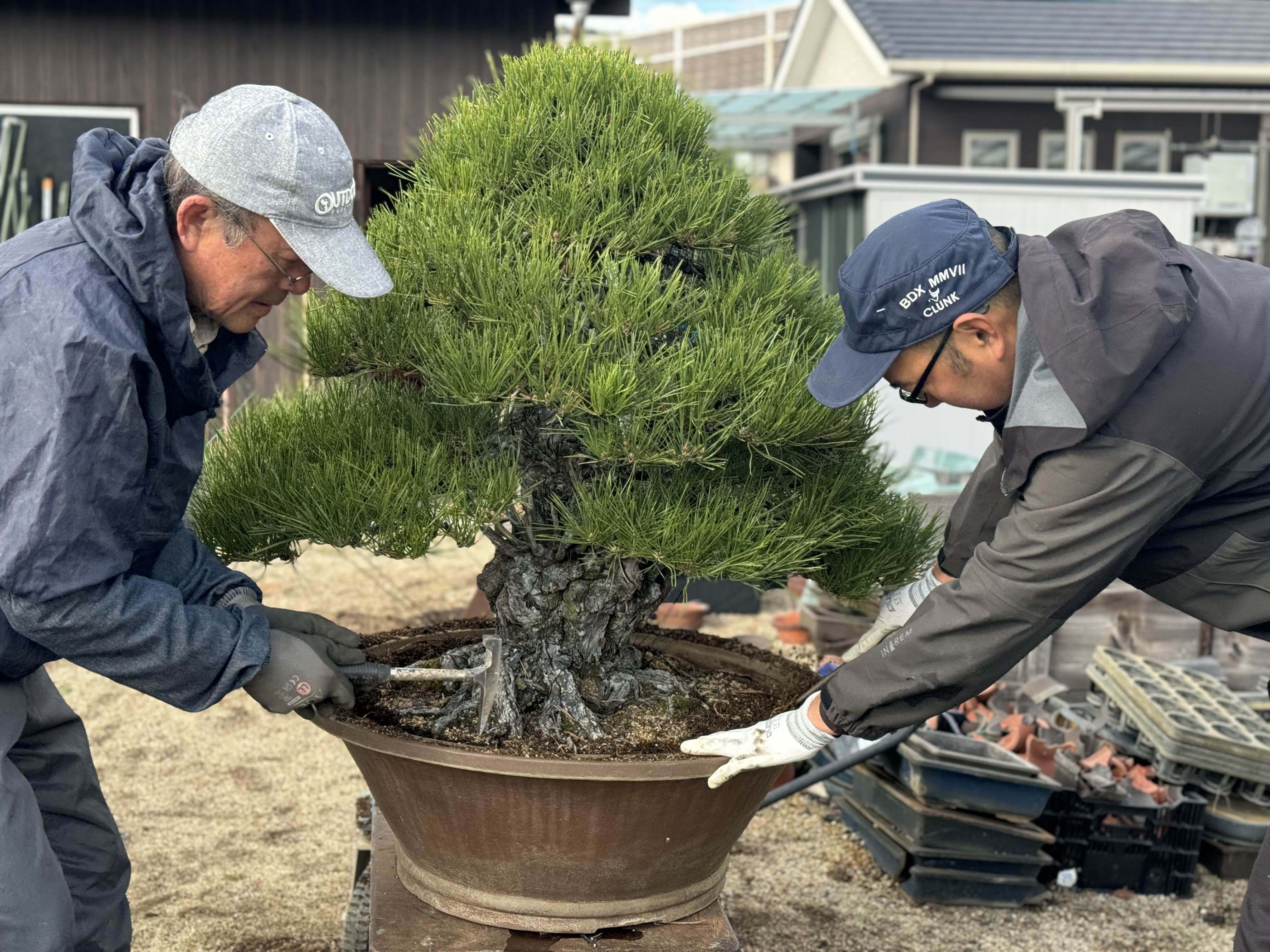 200年の歴史を未来へ：黒松「玉繋」の植え替え密着レポート｜盆栽マン