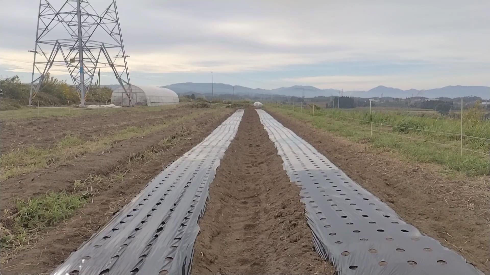 ニンニクの栽培開始!!【磐梯町 永山】｜磐梯町地域おこし協力隊