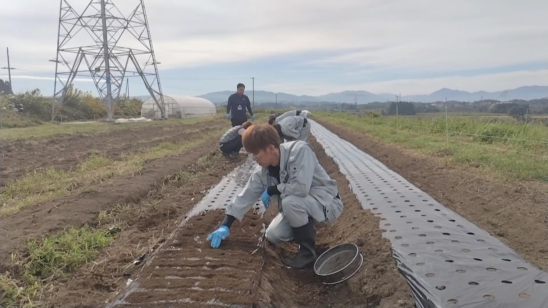 R...jgdにんにく栽培終了 にんにく栽培 34週目 収穫中止｜50代サラリーマンのにんにく栽培