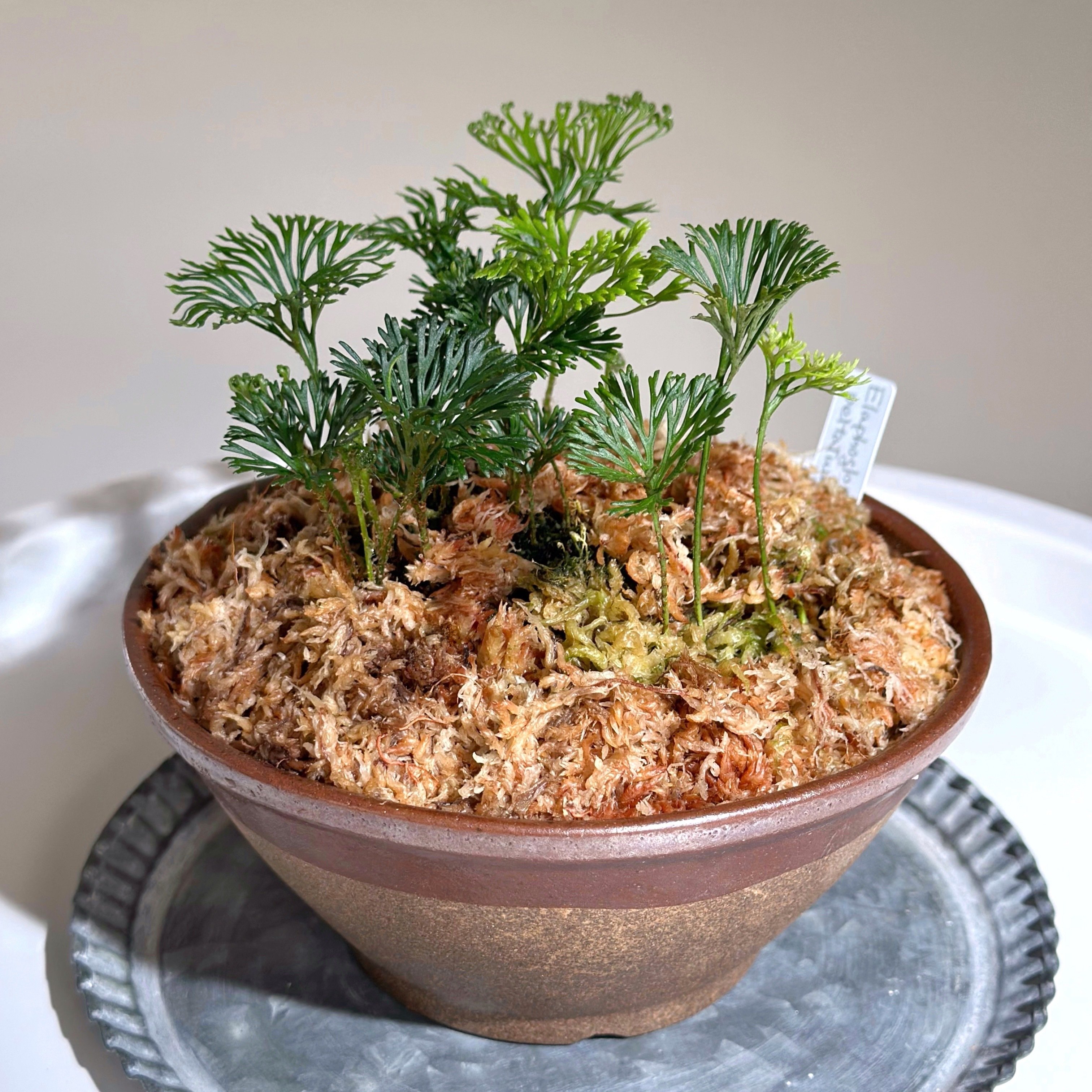 シダの記録 #3 Elaphoglossum peltatum｜暇人