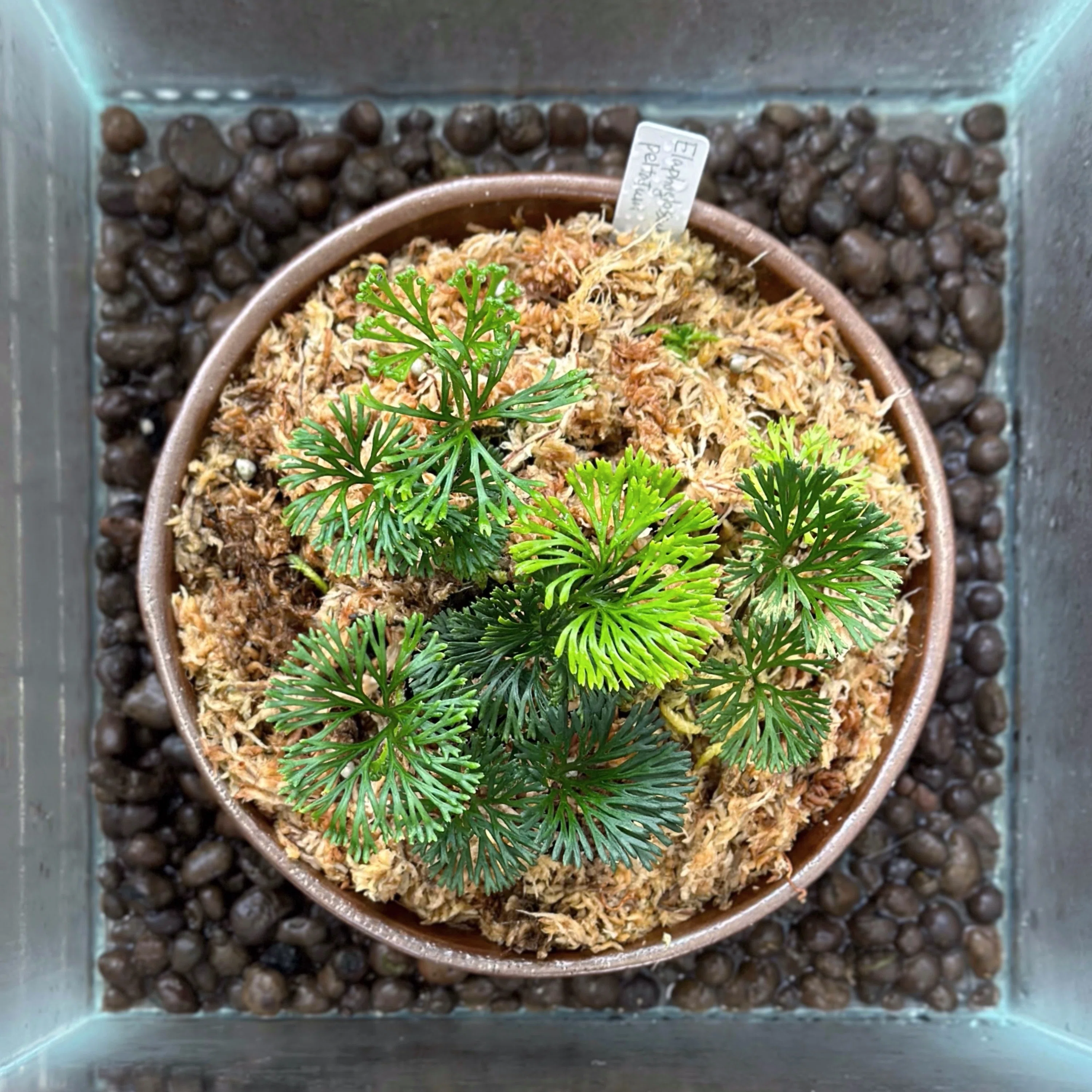 シダの記録 #3 Elaphoglossum peltatum｜暇人
