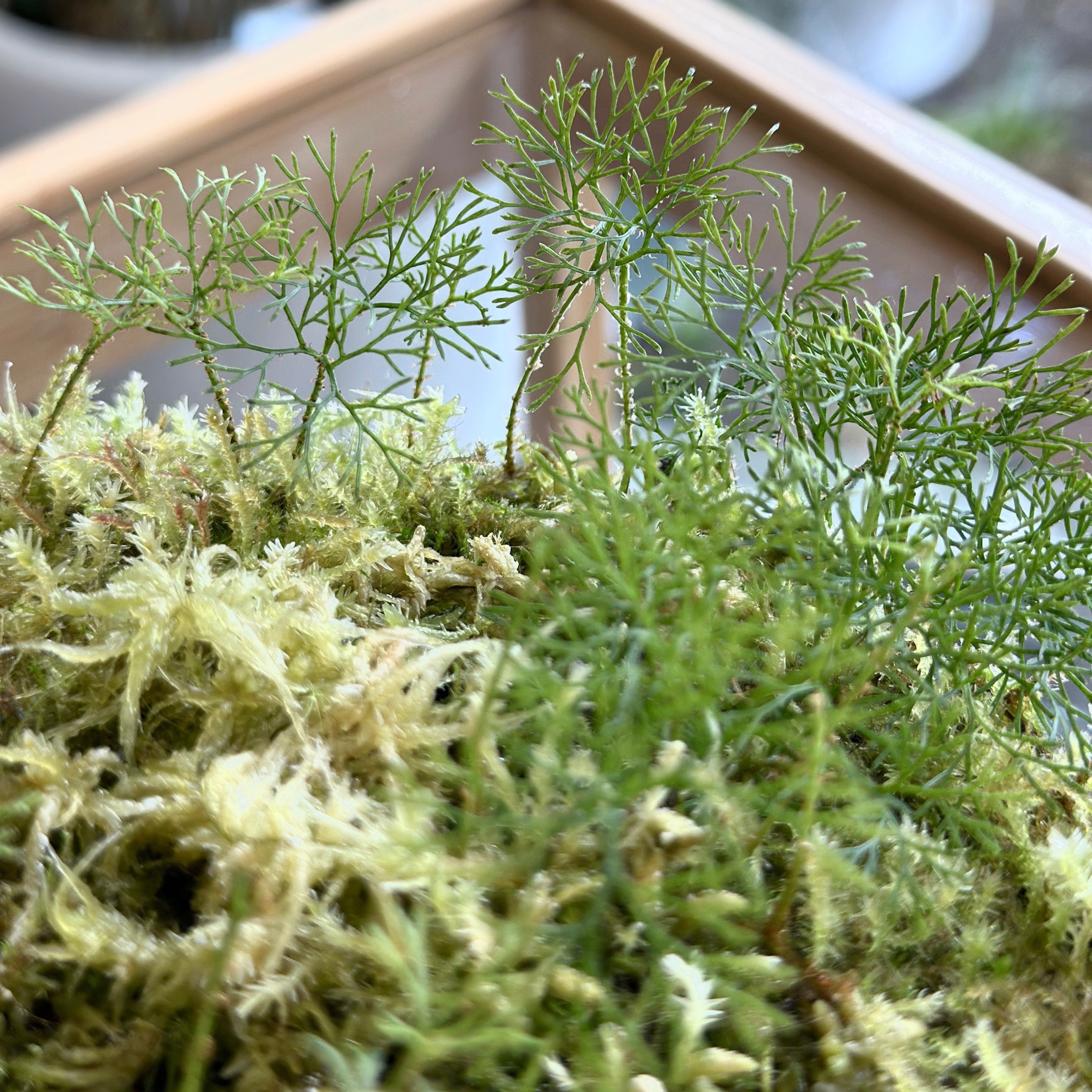 ▲▼ 手ごろな大きさのベッカリー：１…シダ・観葉・野生ラン▲