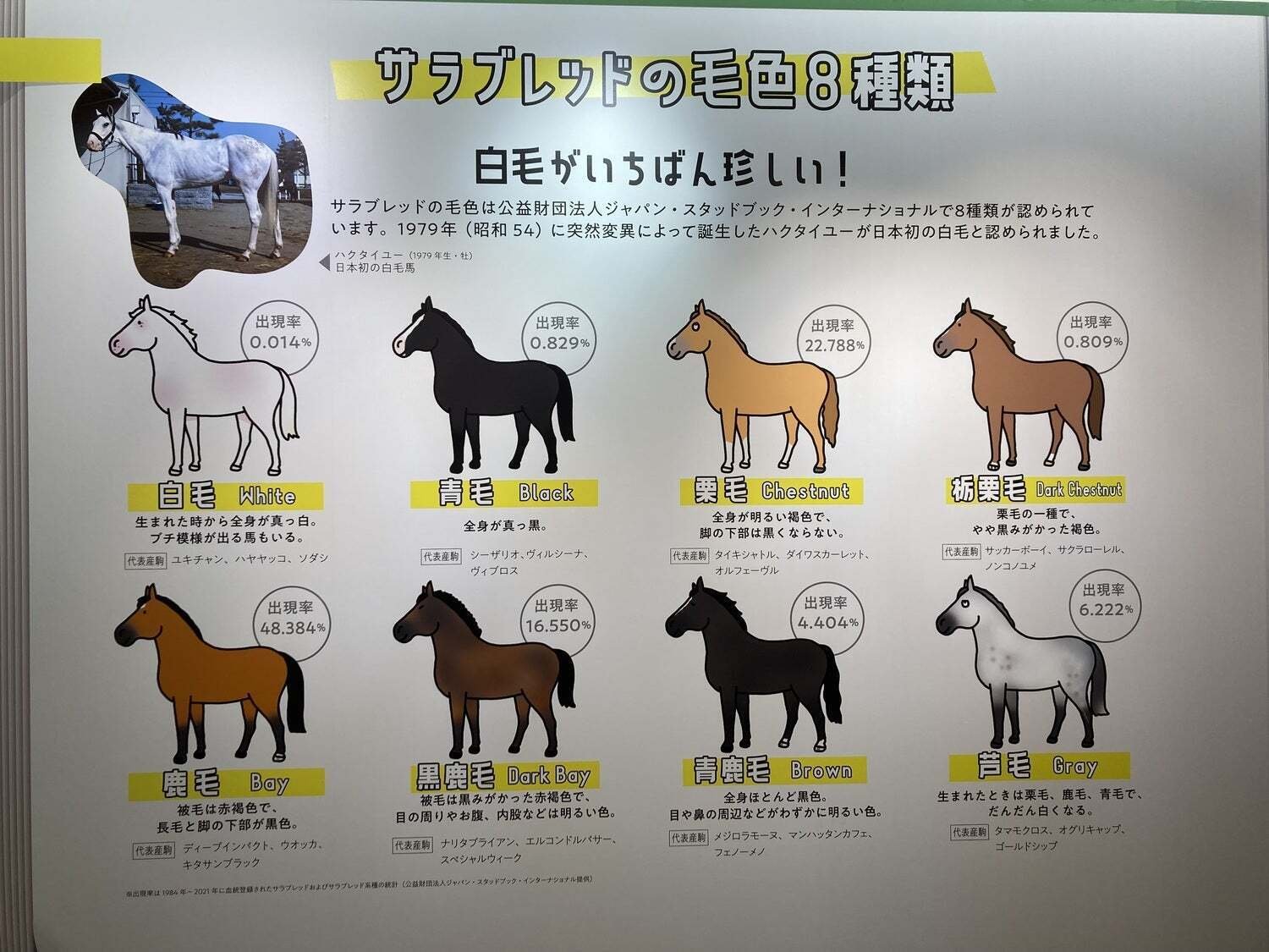 白毛図鑑 (備忘録として)｜tora